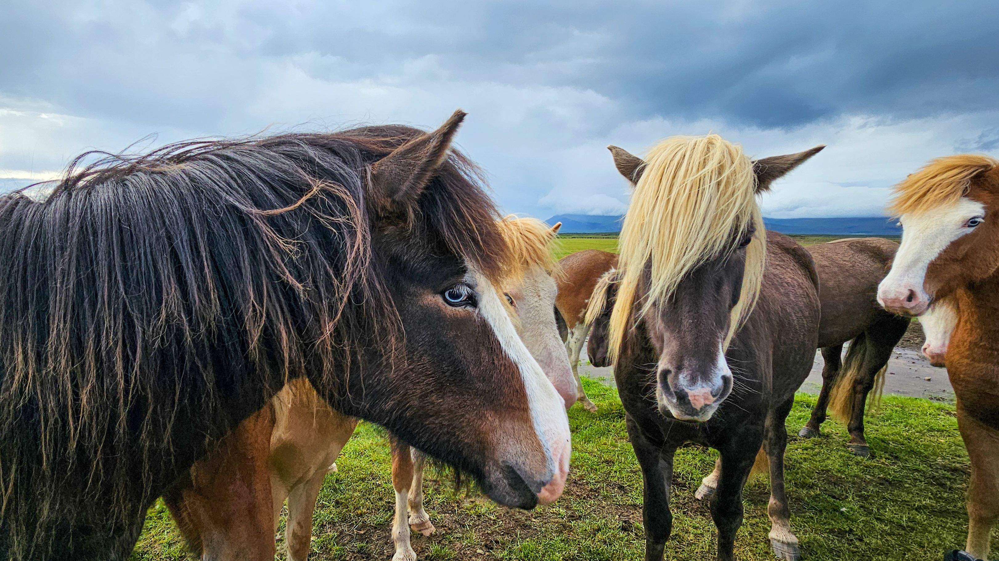 Cavall Islandès · Islàndia FOTO: Vicenç Sans Sanmiquel