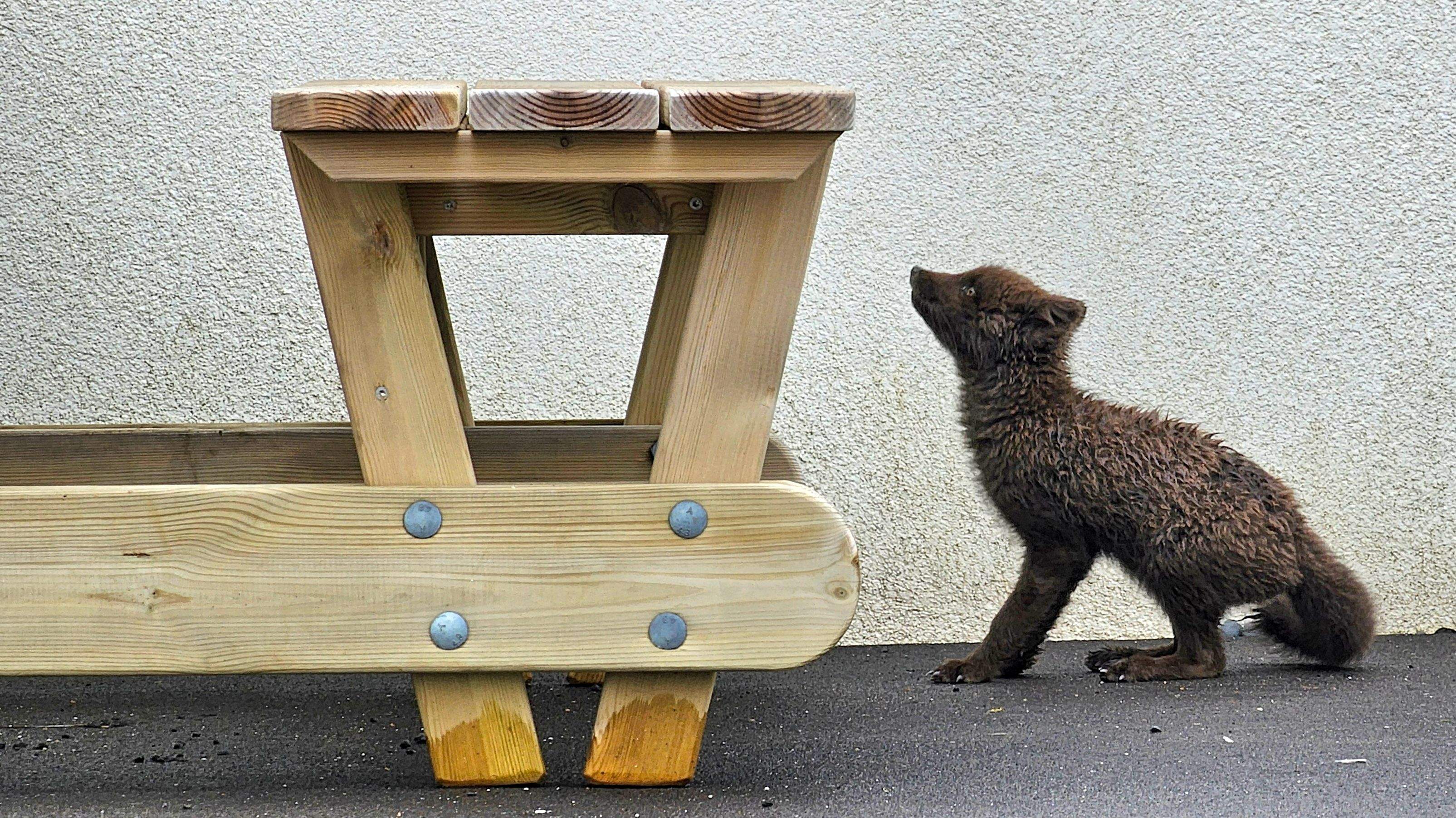 Guineu àrtica · Far de Malarrif, Islàndia FOTO: Vicenç Sans Sanmiquel