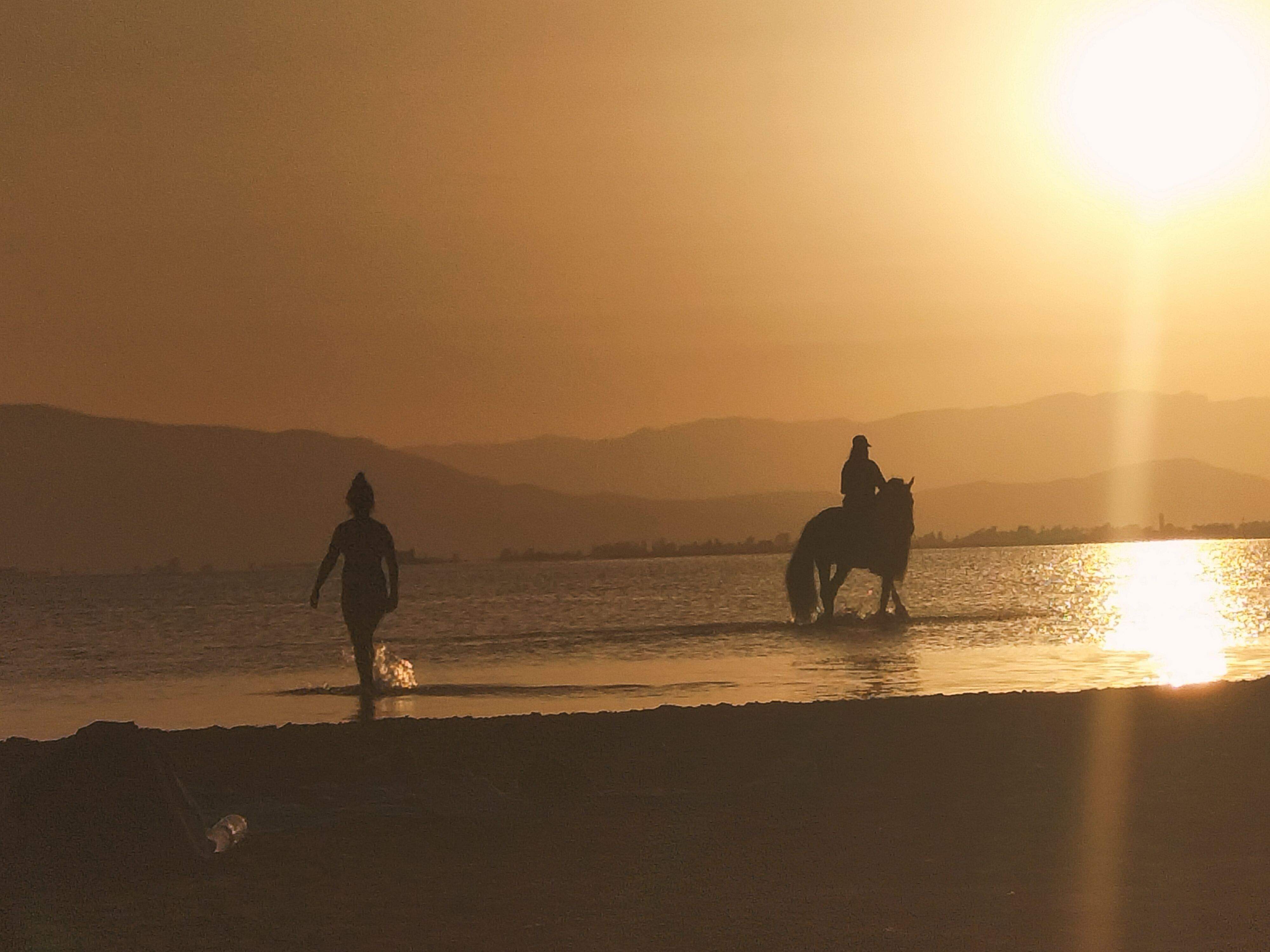 Poltra salvatje · Delta de l'ebre FOTO: Marina Chueca