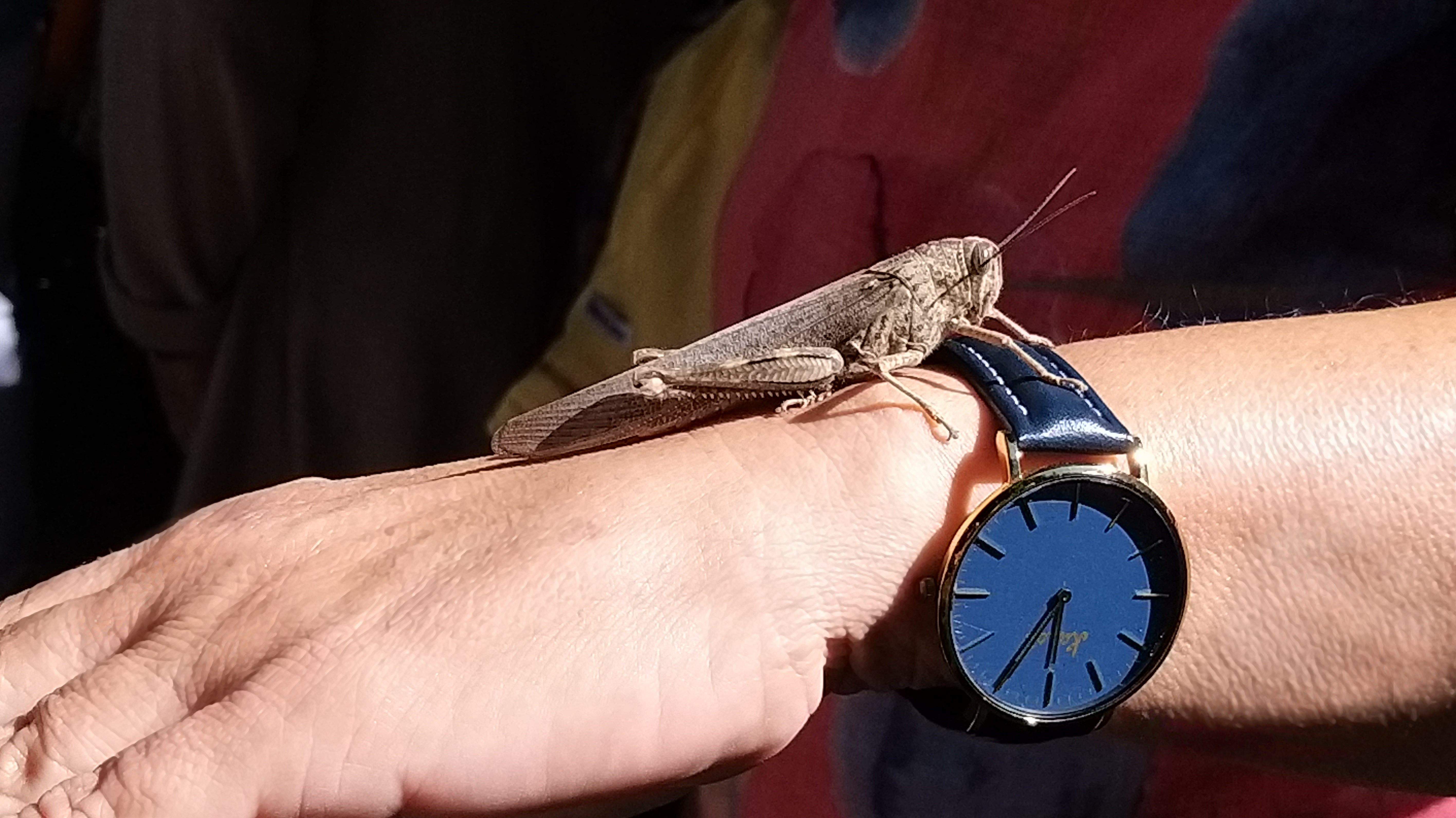 Saltamartí, quina hora és? · Sant Cugat FOTO: Carles Llombart Elias