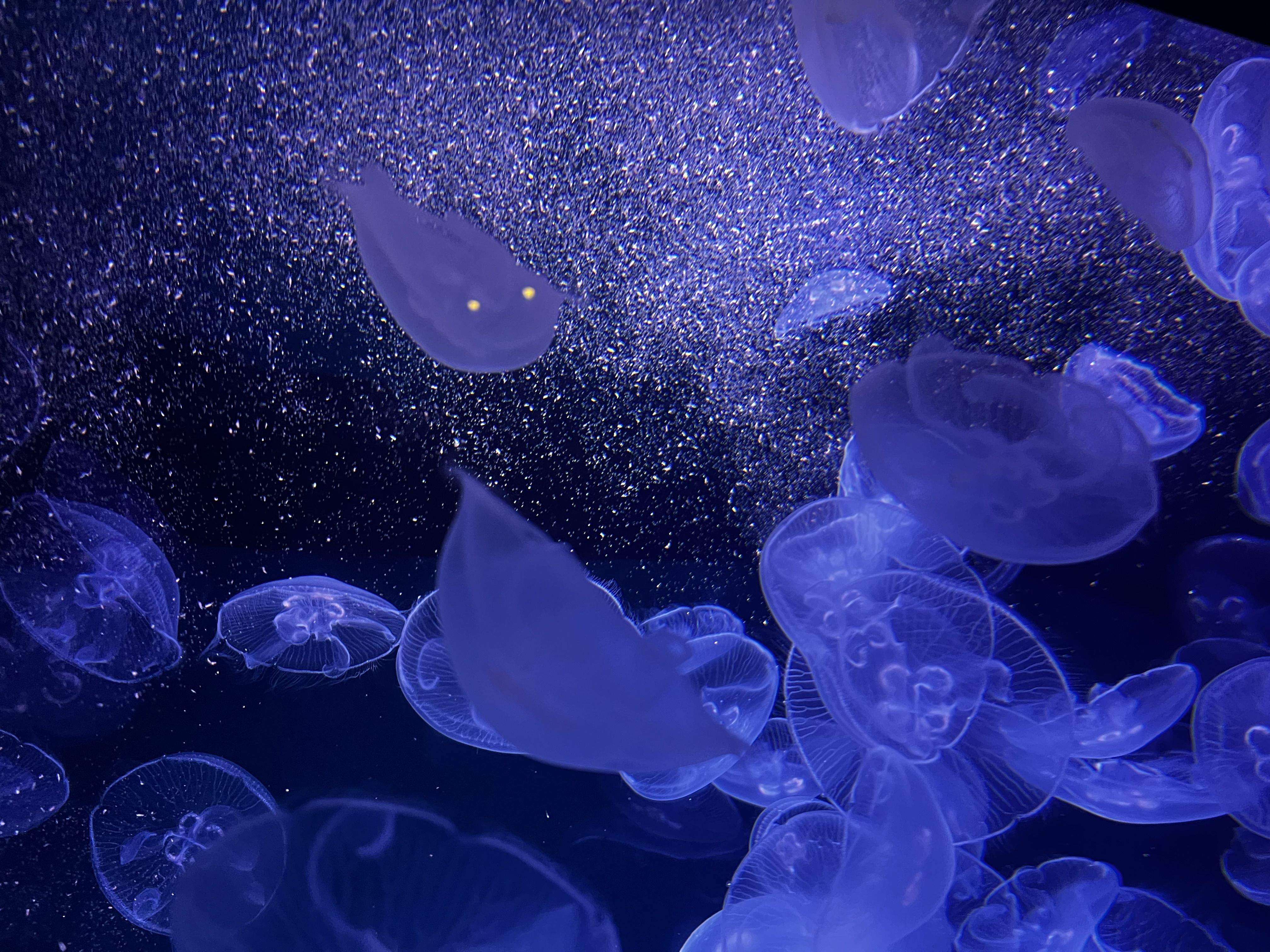 Meduses, hora de dinar! · Stralsund Ozeaneum FOTO: Cristina Caballero Cros