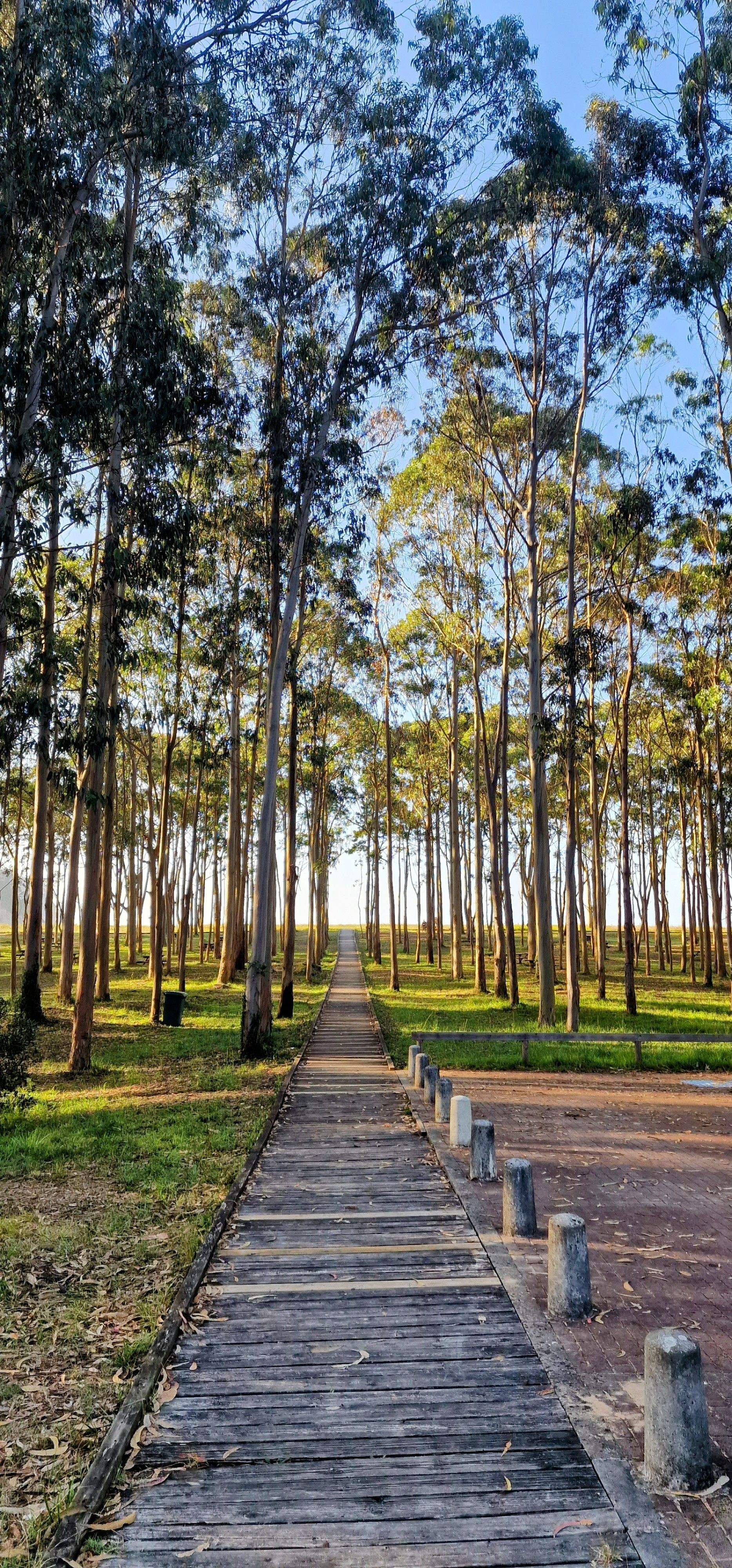 Un bosc d'eucaliptus · Platja de rodes, Asturias FOTO: Sandra Santuré