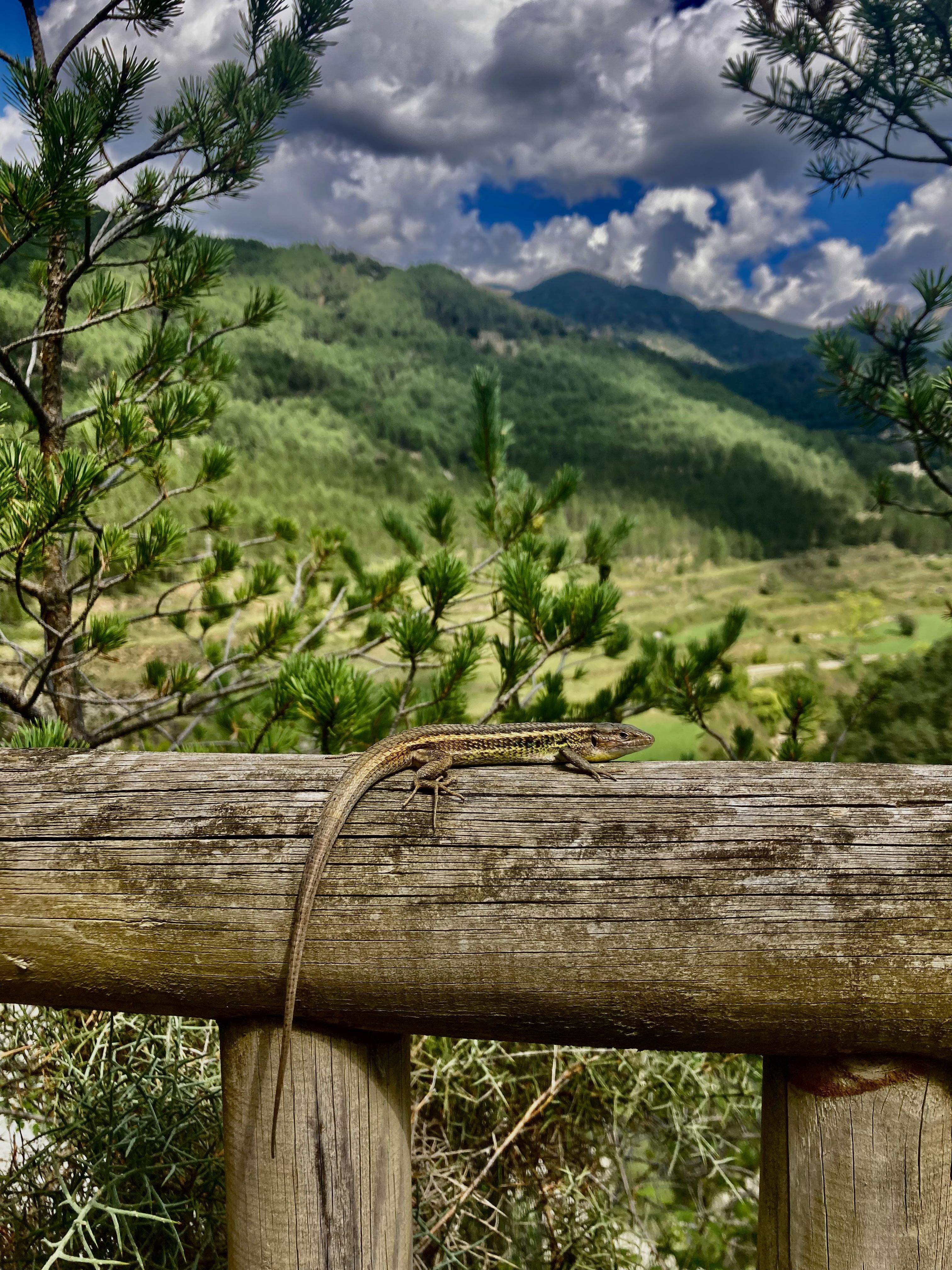 Soc aquí · Bagà FOTO: Maite Díaz Sánchez