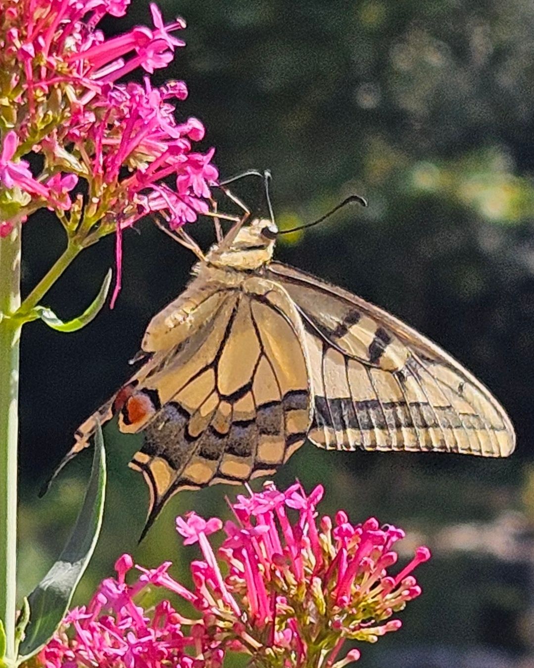 Papallona · Sant Llorenç de la Muga, Alt Empordá FOTO: Neus Villar Garcia