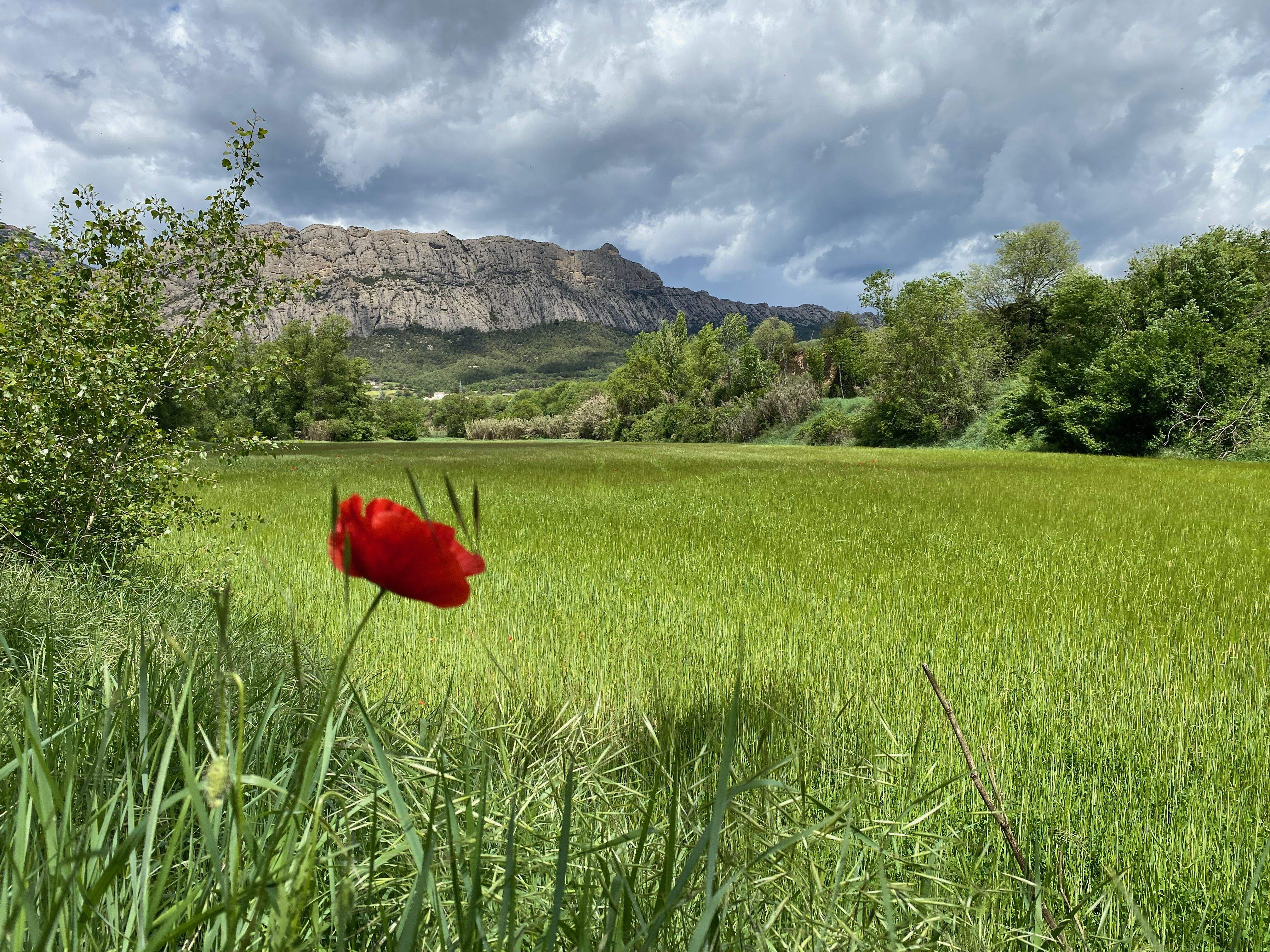 Amapola solitaria · Peramola, Catalunya FOTO: Raul Gonzalez Garcia