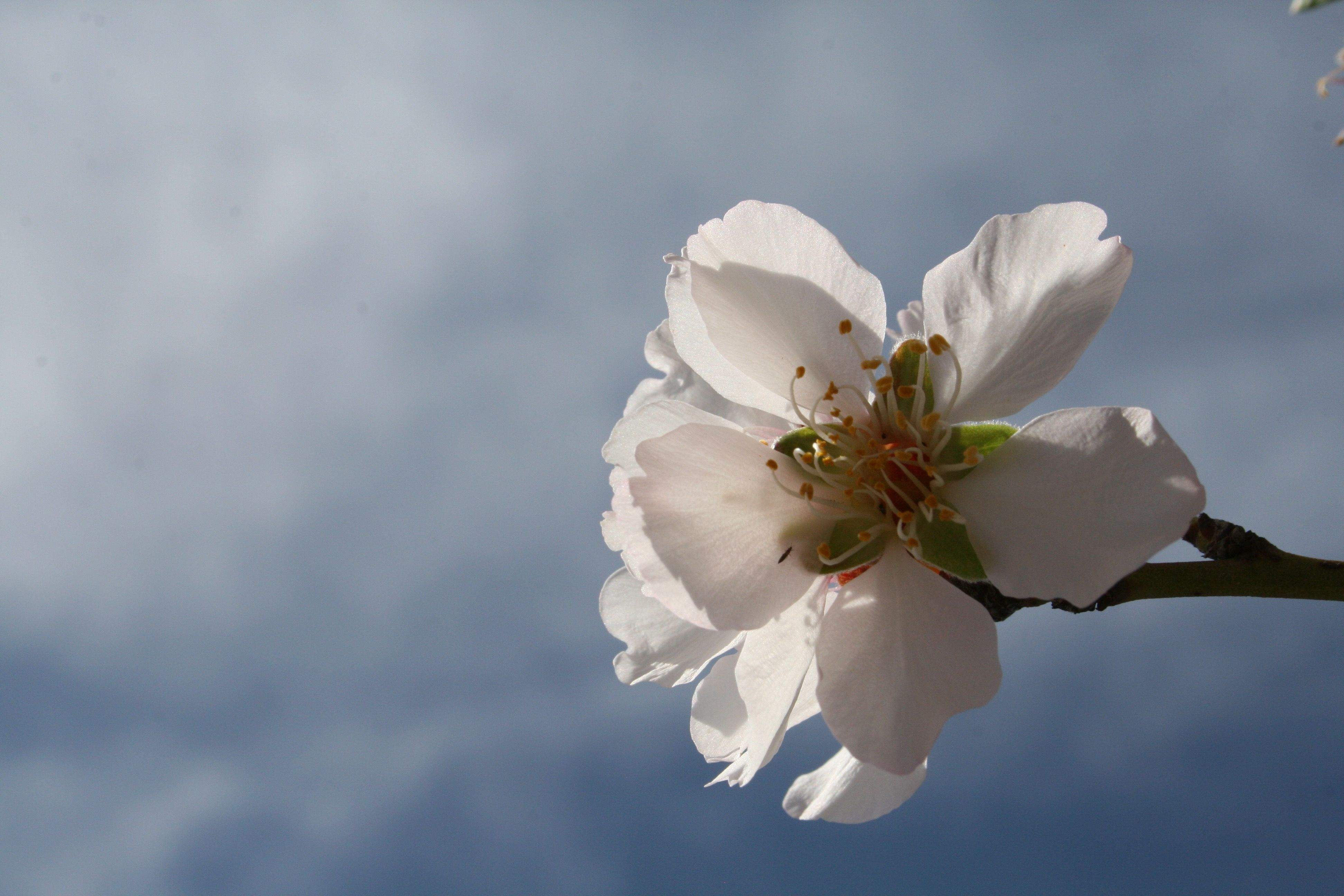Spring is in the Air · Mirasol FOTO: Bernadette van der Loo