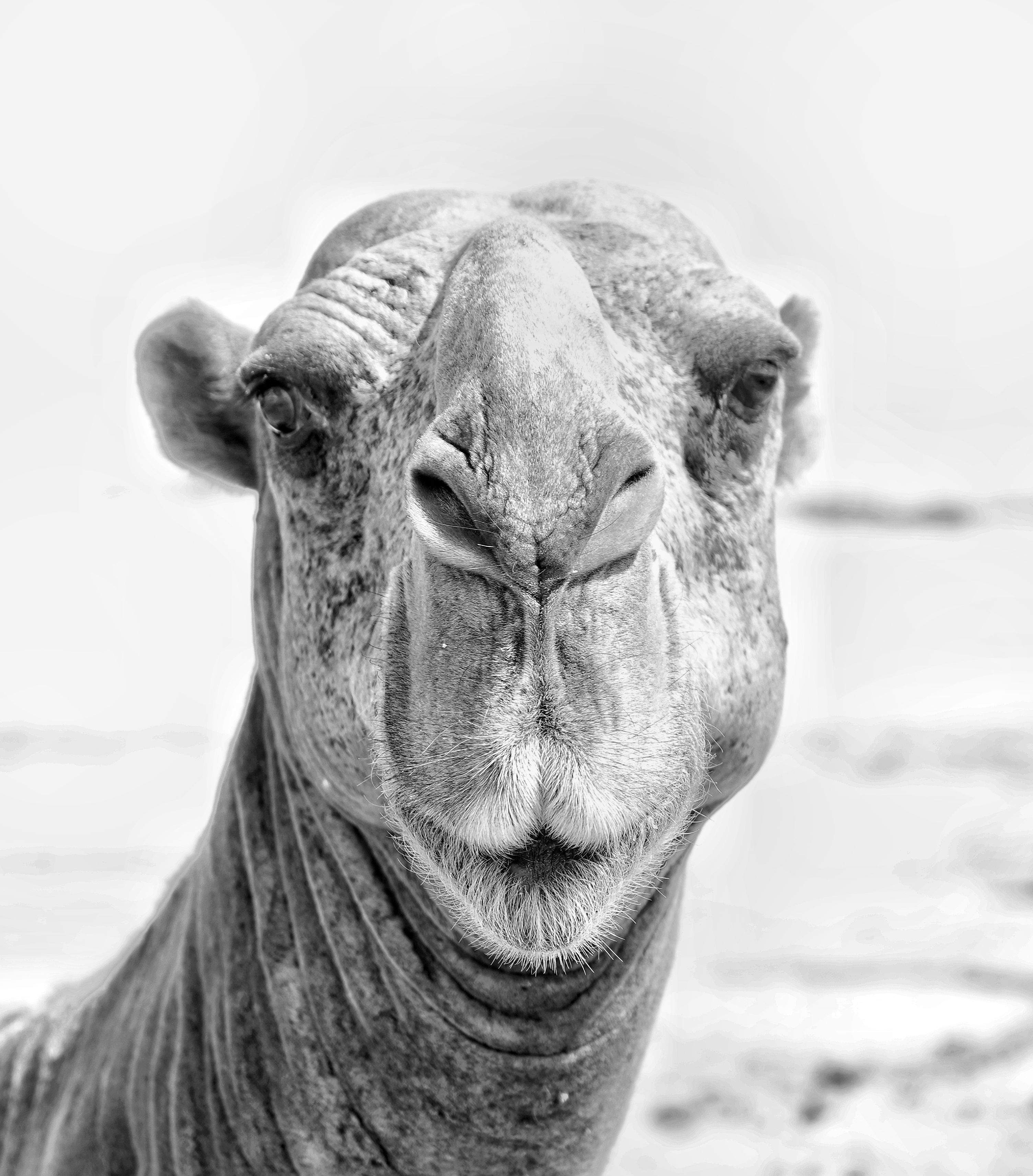 Nomad · Dubai FOTO: Eduard Nomen Galofre