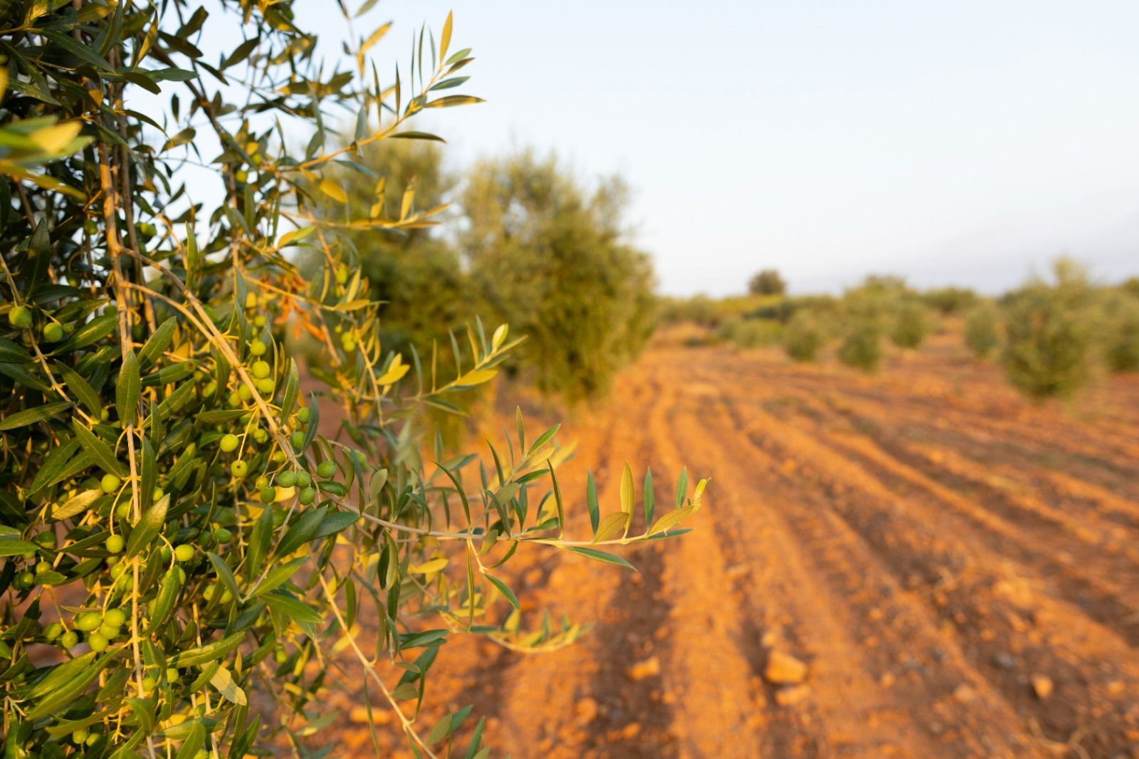 Els premis reconeixen les qualitats dels millors d’olis d’oliva verge elaborats a Catalunya. FOTO: Departament d'Agricultura, Ramaderia, Pesca i Alimentació