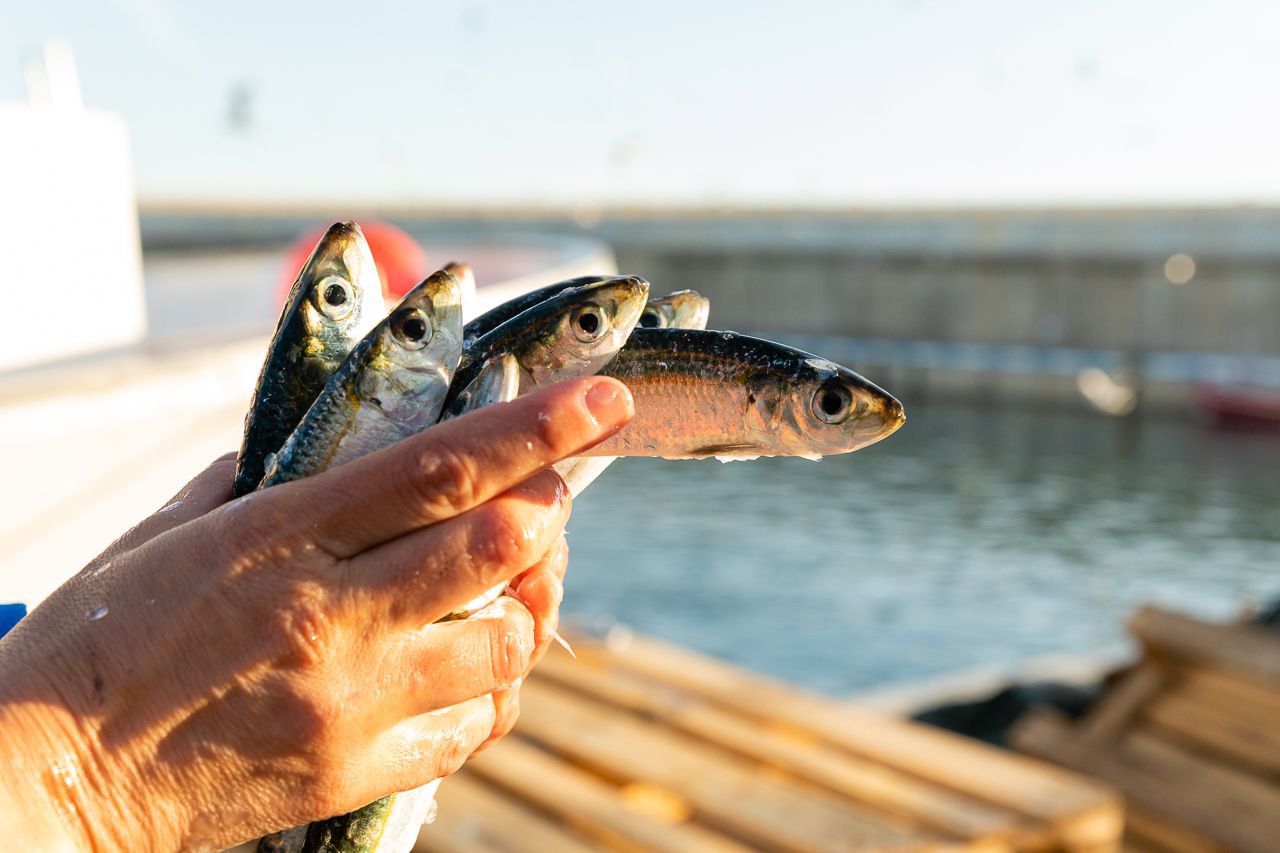 I tota la pesca” és una campanya per reconèixer el paper essencial del sector pesquer. FOTO: Departament d’Agricultura, Ramaderia, Pesca i Alimentació 