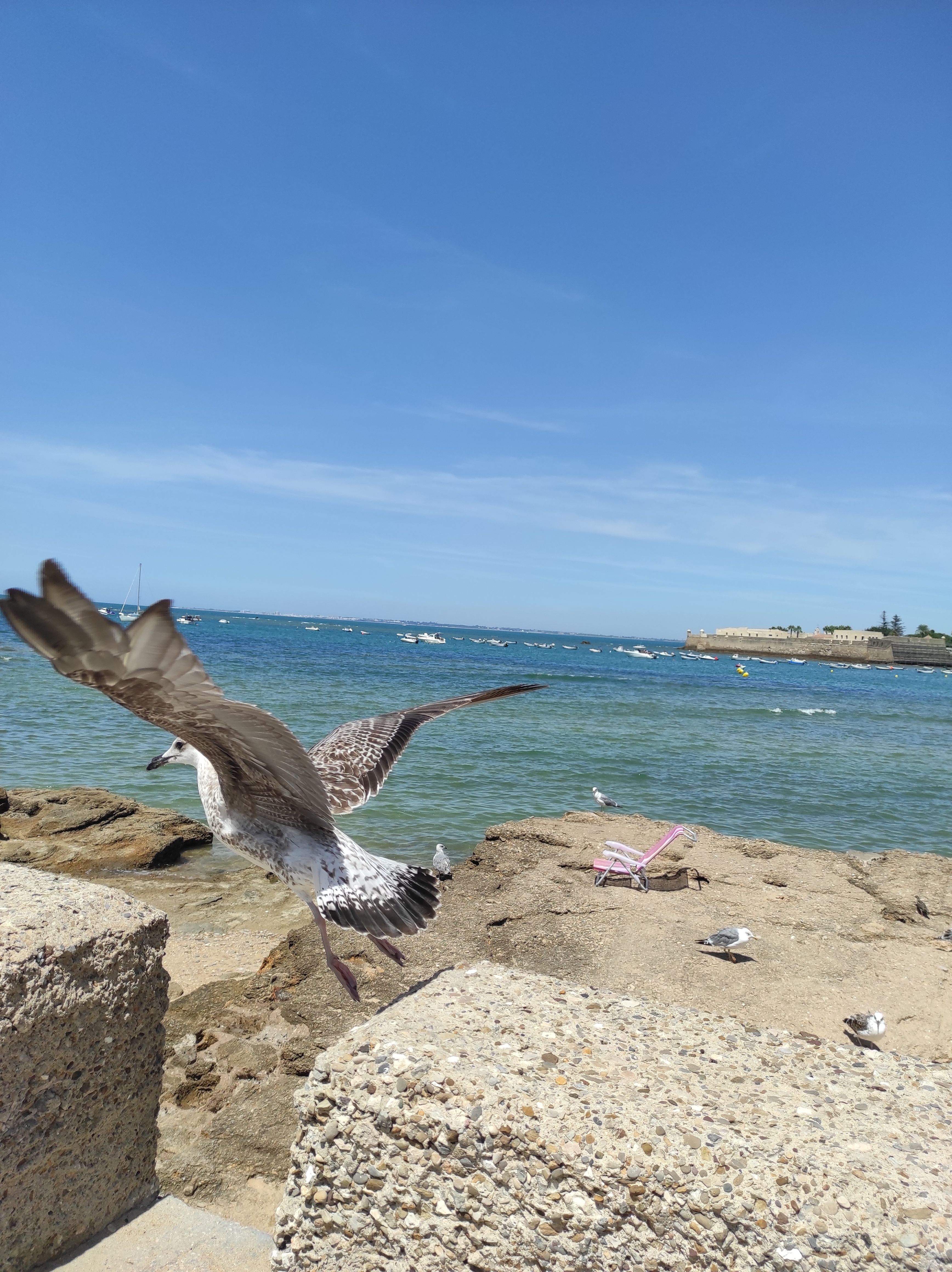 Y voló · Cádiz FOTO: Daniel Calvo Soriano