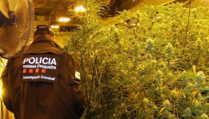 Els Mossos en una actuació contra el tràfic de marihuana FOTO: Mossos d'Esquadra 