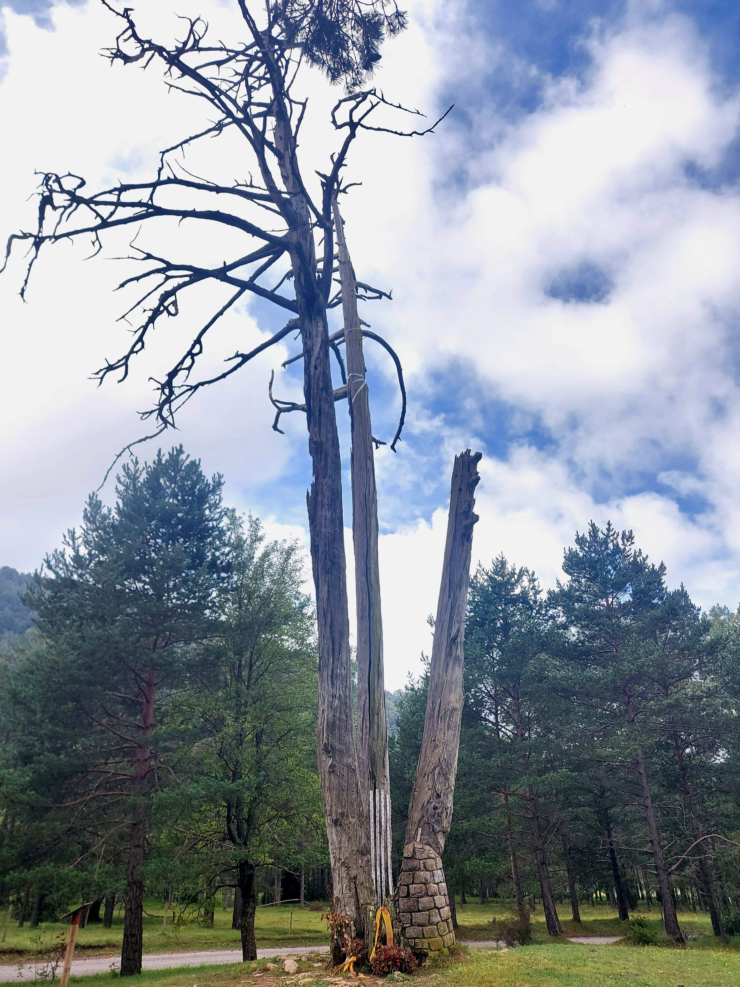 Pi de les tres branques · Berguedà FOTO: Isabel Farràs Sensada 