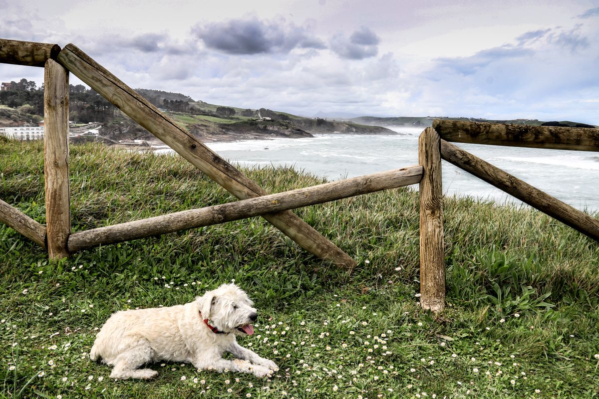 Mi amigo Quenco · Asturias FOTO: Daniel Davila Contreras