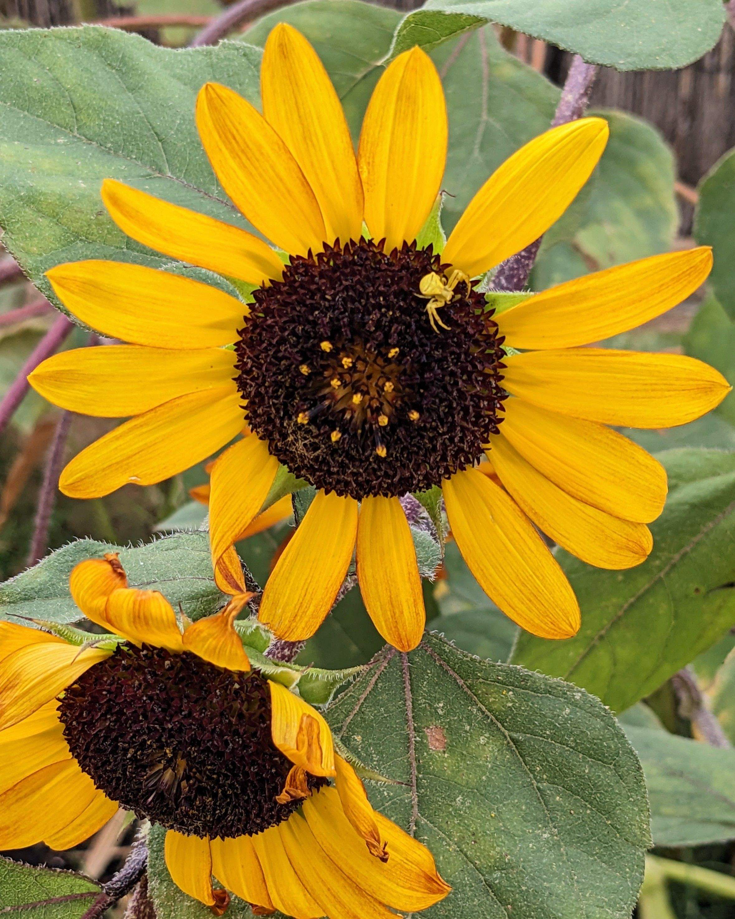 Un pas endavant · Viladecavalls FOTO: Jamie Wallace 
