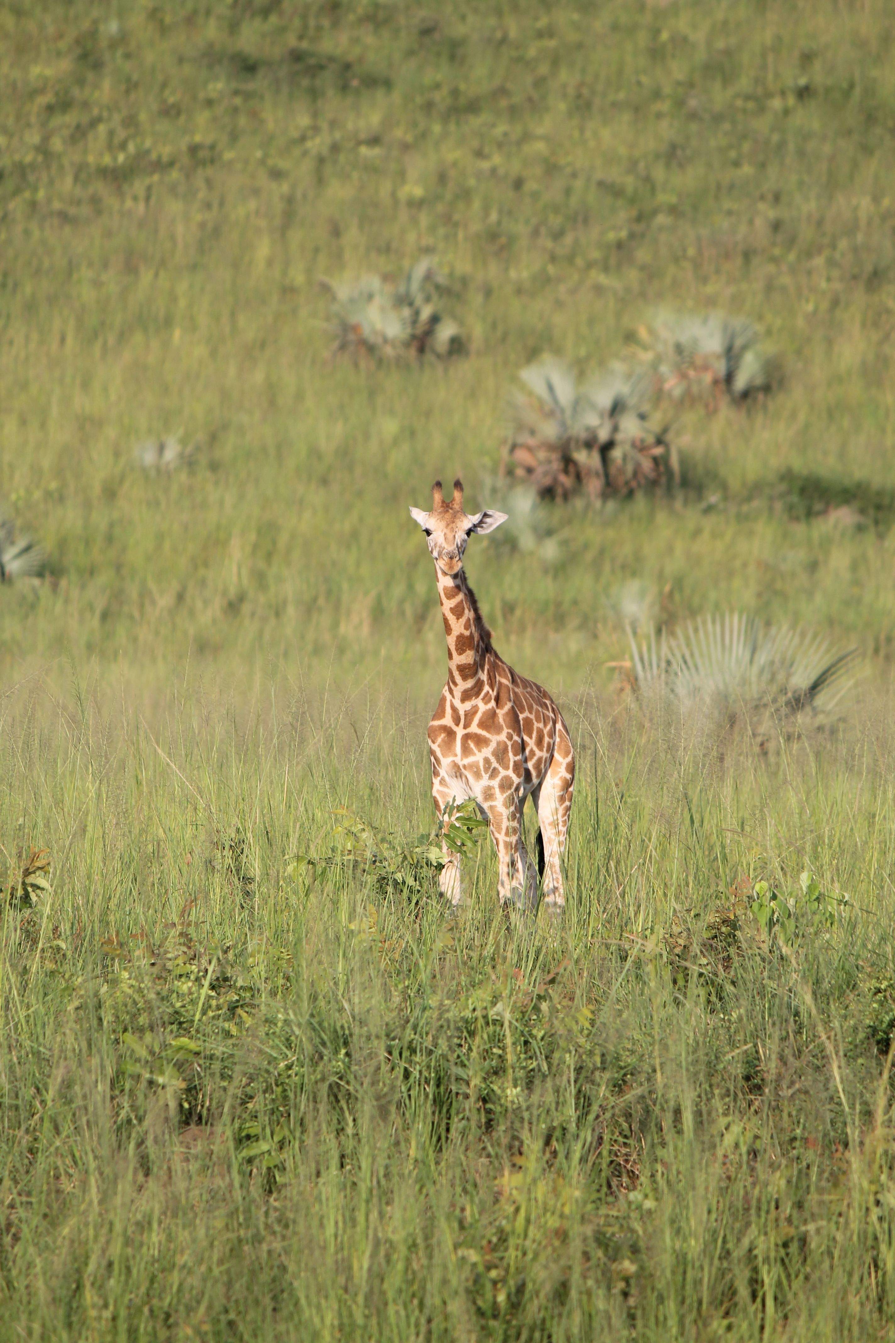 El próximo big 5 · Uganda FOTO: Carlota Palma