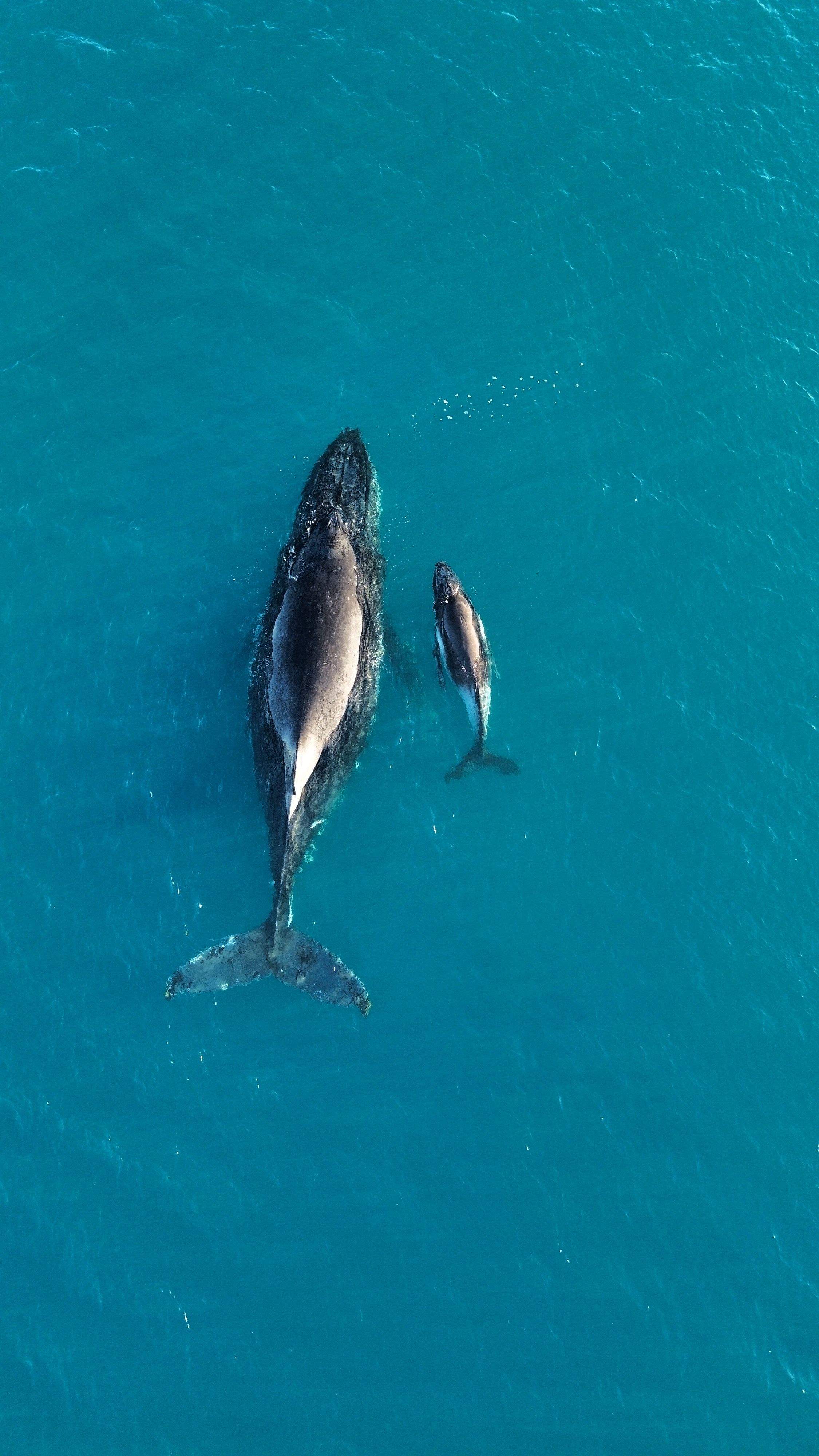 La gran migración · Whitesundays (Australia) FOTO: Carlota Palma
