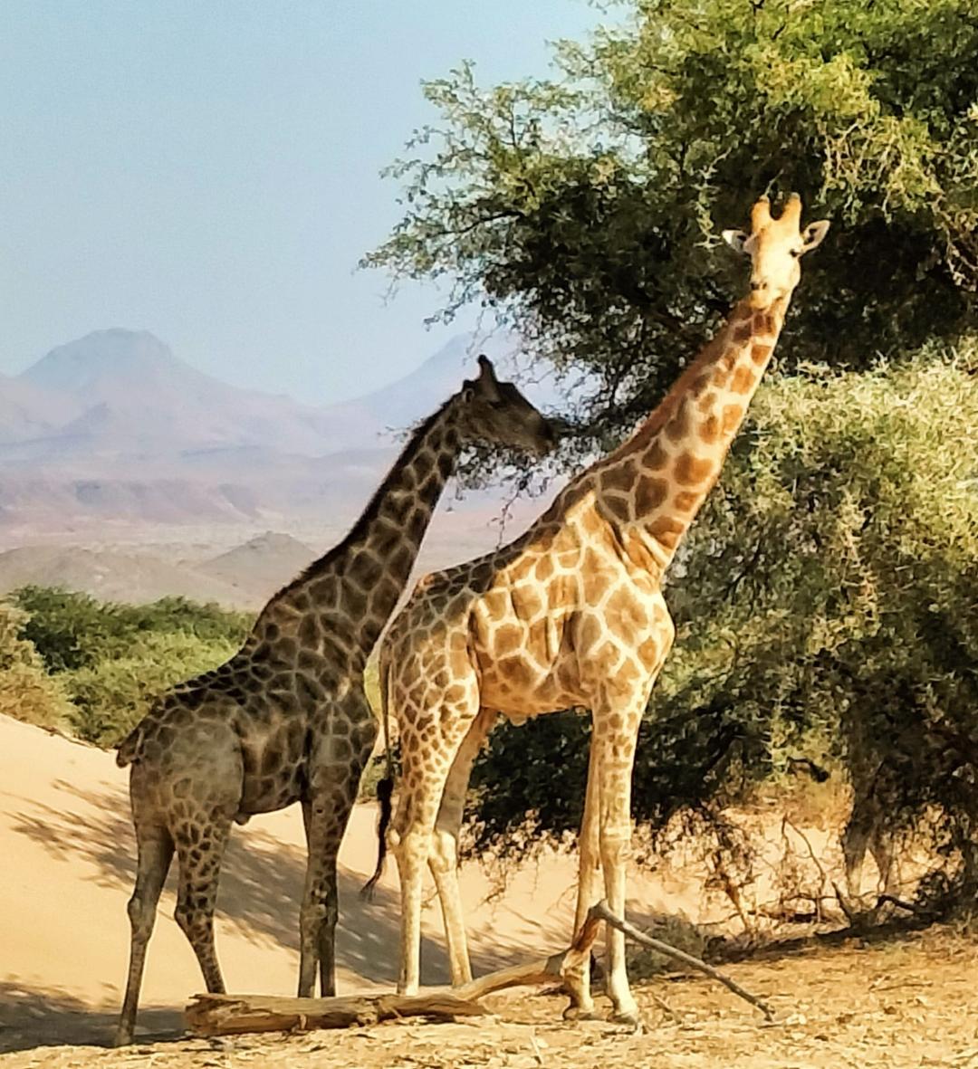 Grans amigues · Damaraland (Namibia) FOTO: Conxita Sazatornil Almirall