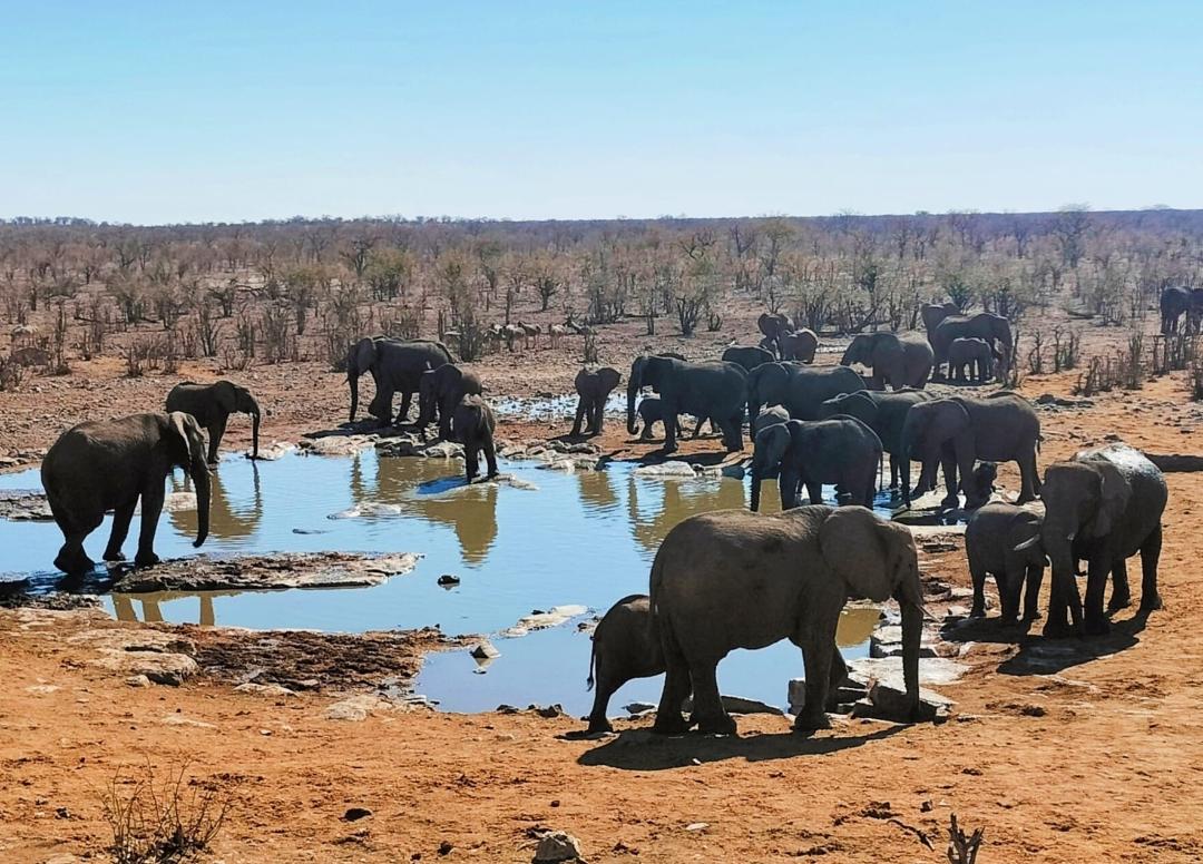 L'aigua és vida · Parc natural d'Etosha (Namibia) FOTO: Conxita Sazatornil Almirall