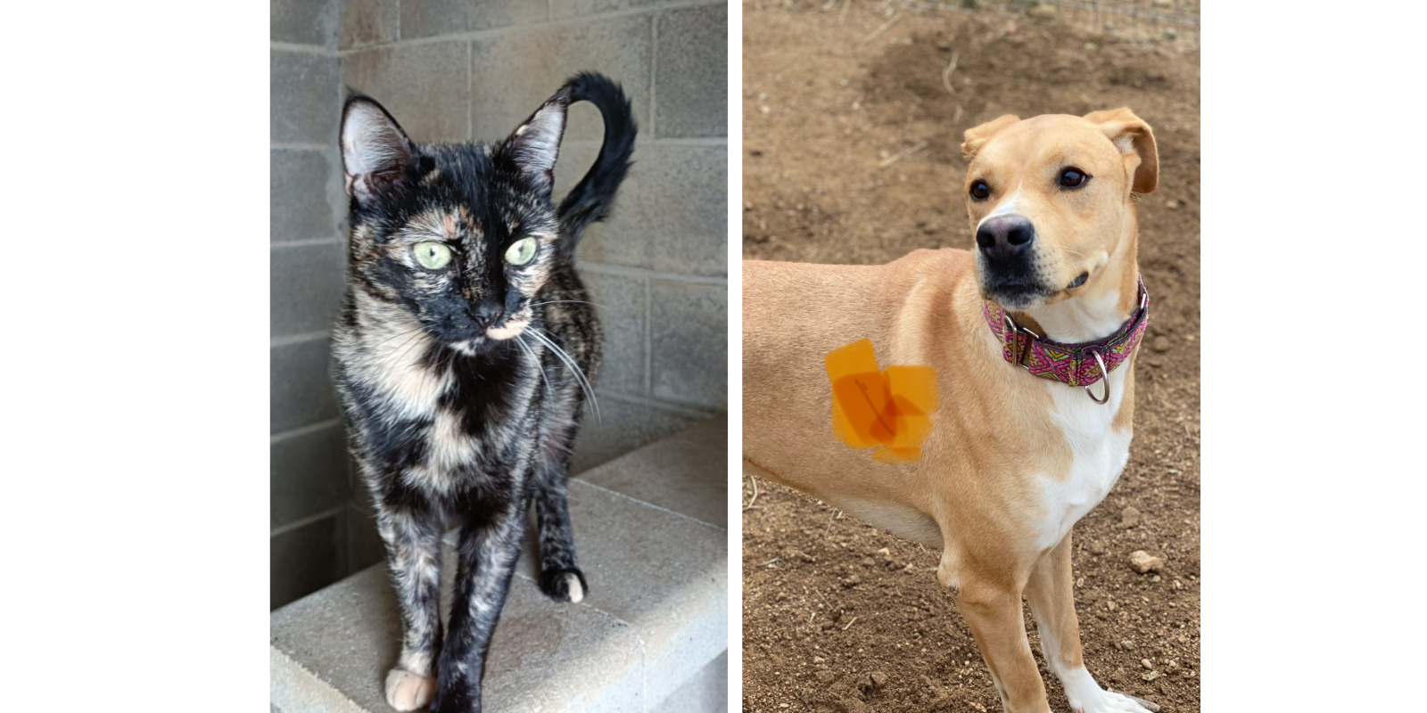 Animals en adopció: Fawkes i Tano. FOTO: Cedida