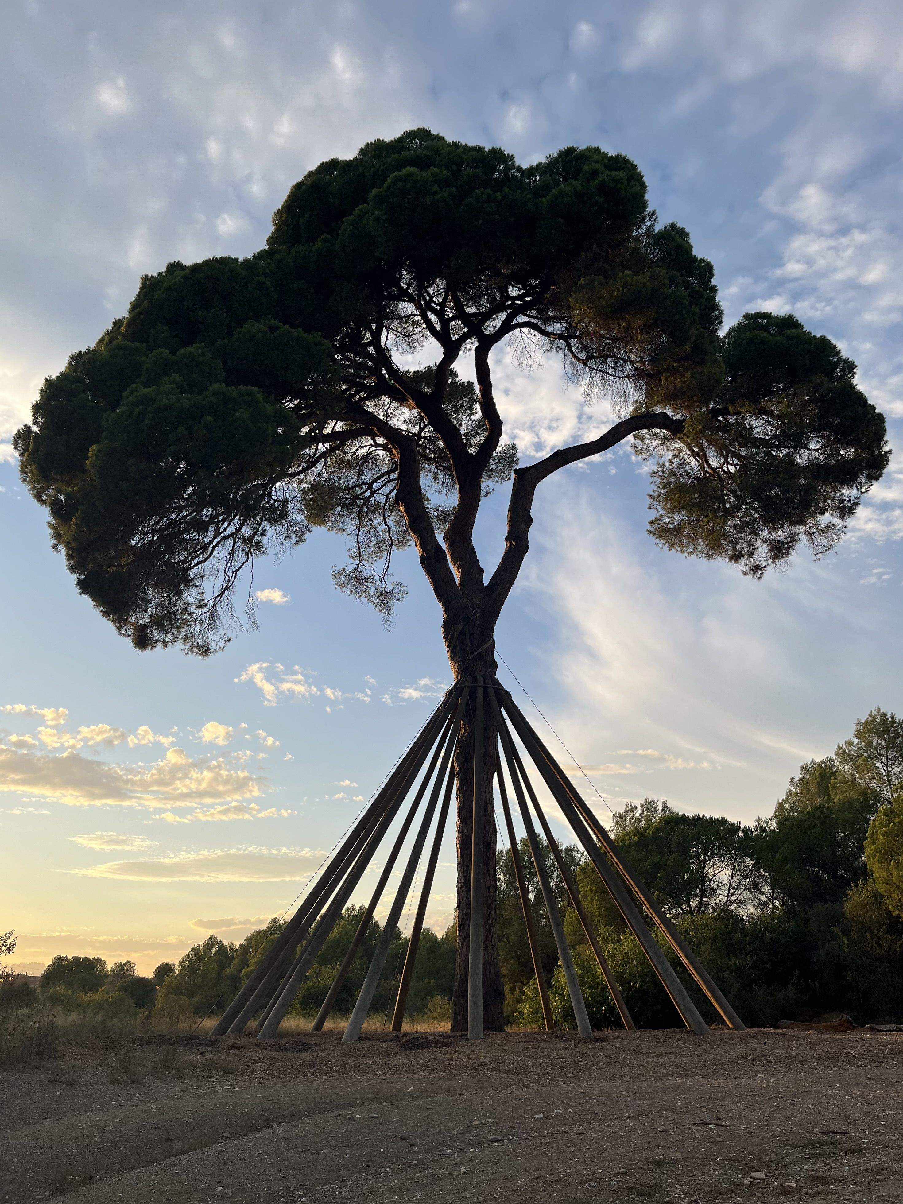 Centenari · Pi d'en Xandri FOTO: Carles Gonzalvo i Gelabert