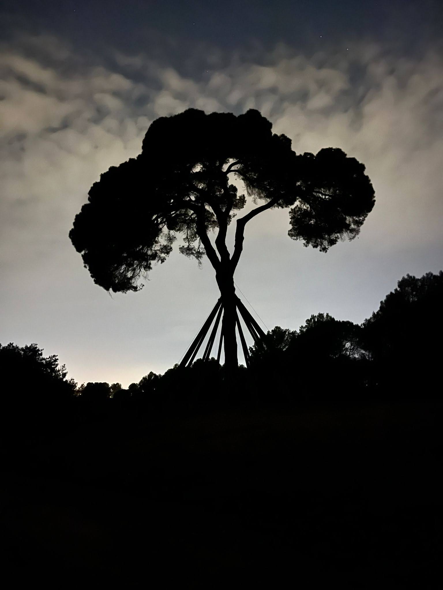 Cau la nit a Collserola · Pi d'en Xandri FOTO: Eduard Gonzalvo Gelabert