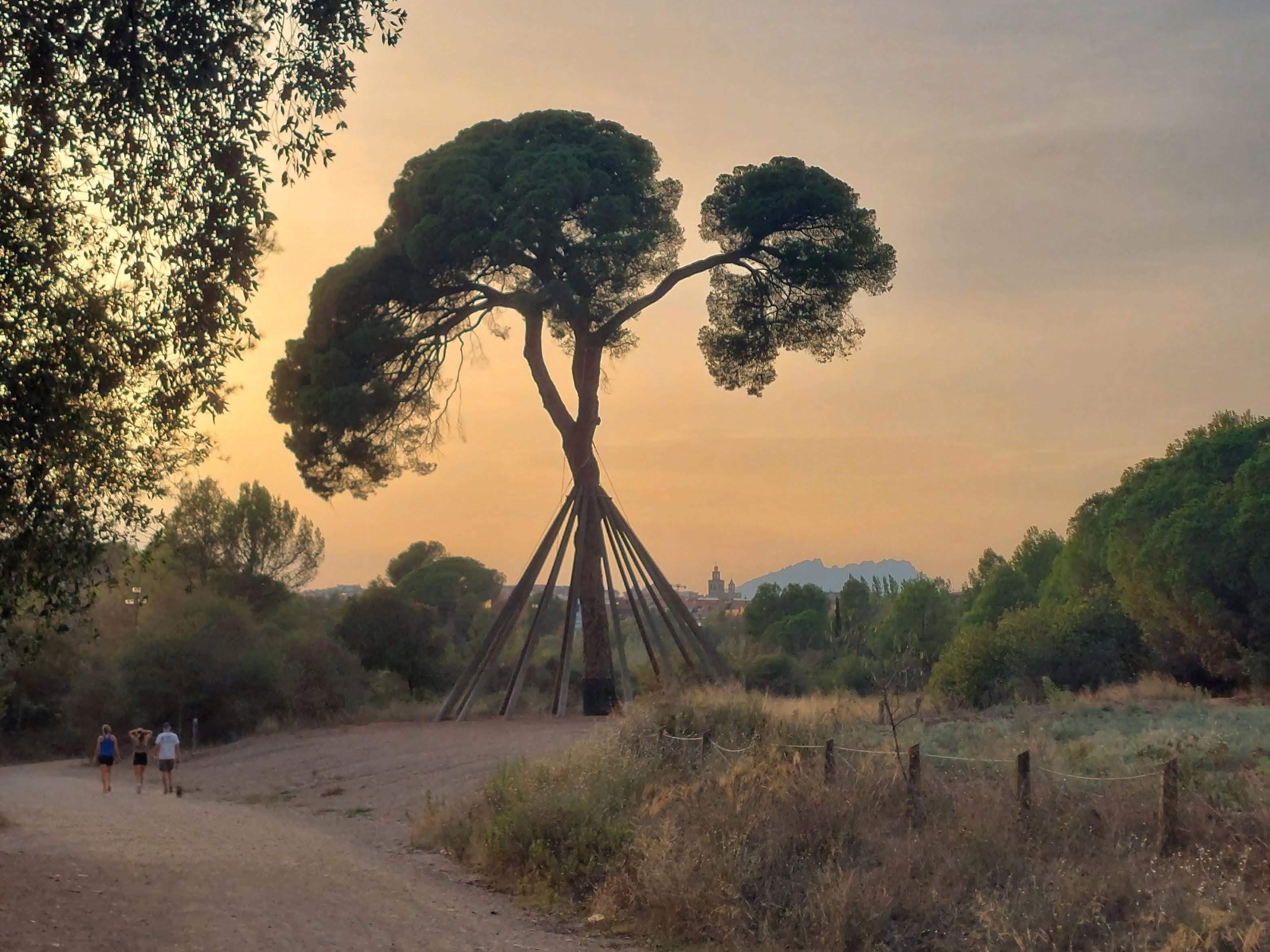 L'elegant de Sant Cugat · Pi d'en Xandri FOTO: Cristina Mallol Dominguez