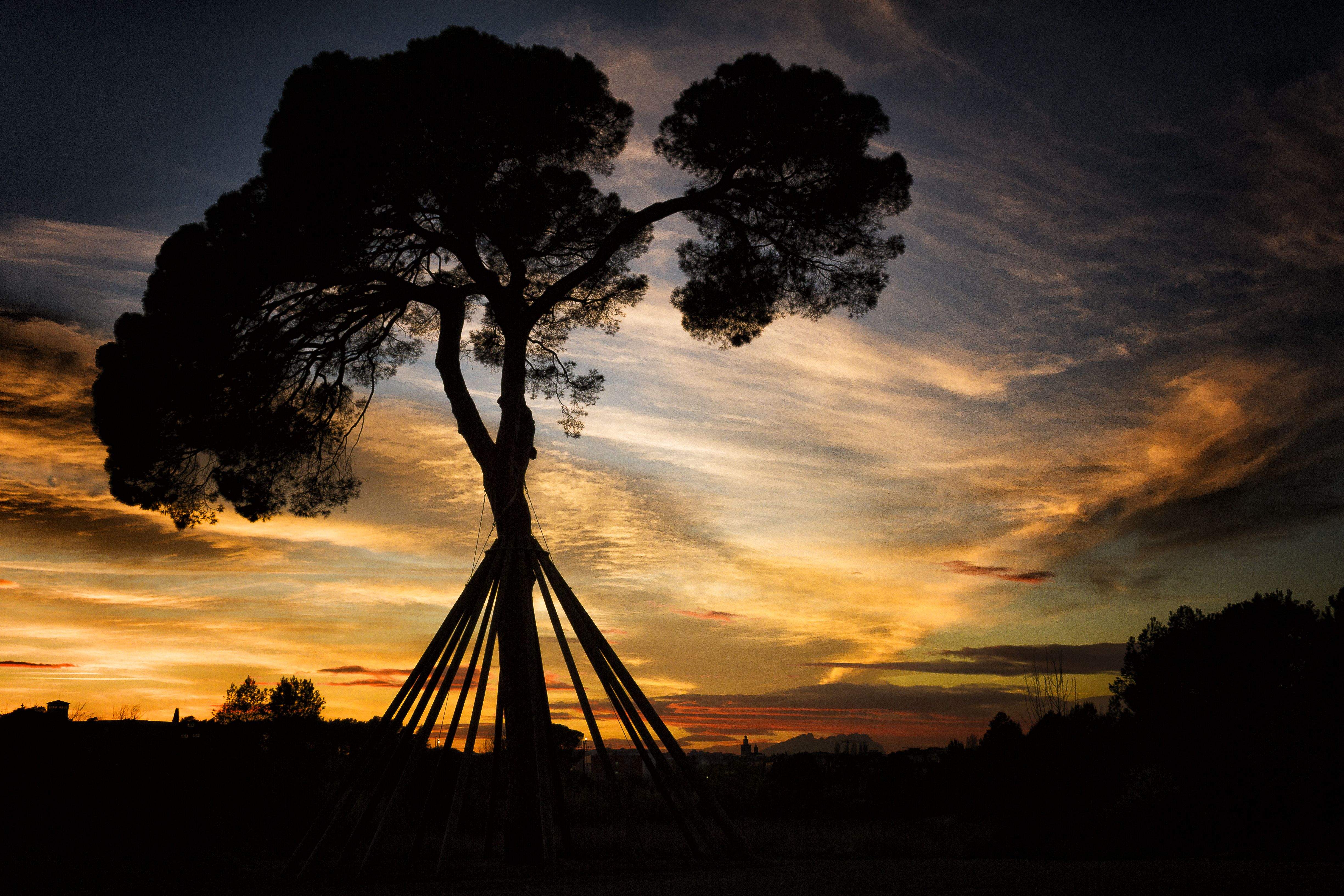 Pi d'en Xandri a la posta de sol · Pi d'en Xandri FOTO: Laura Pérez Riba