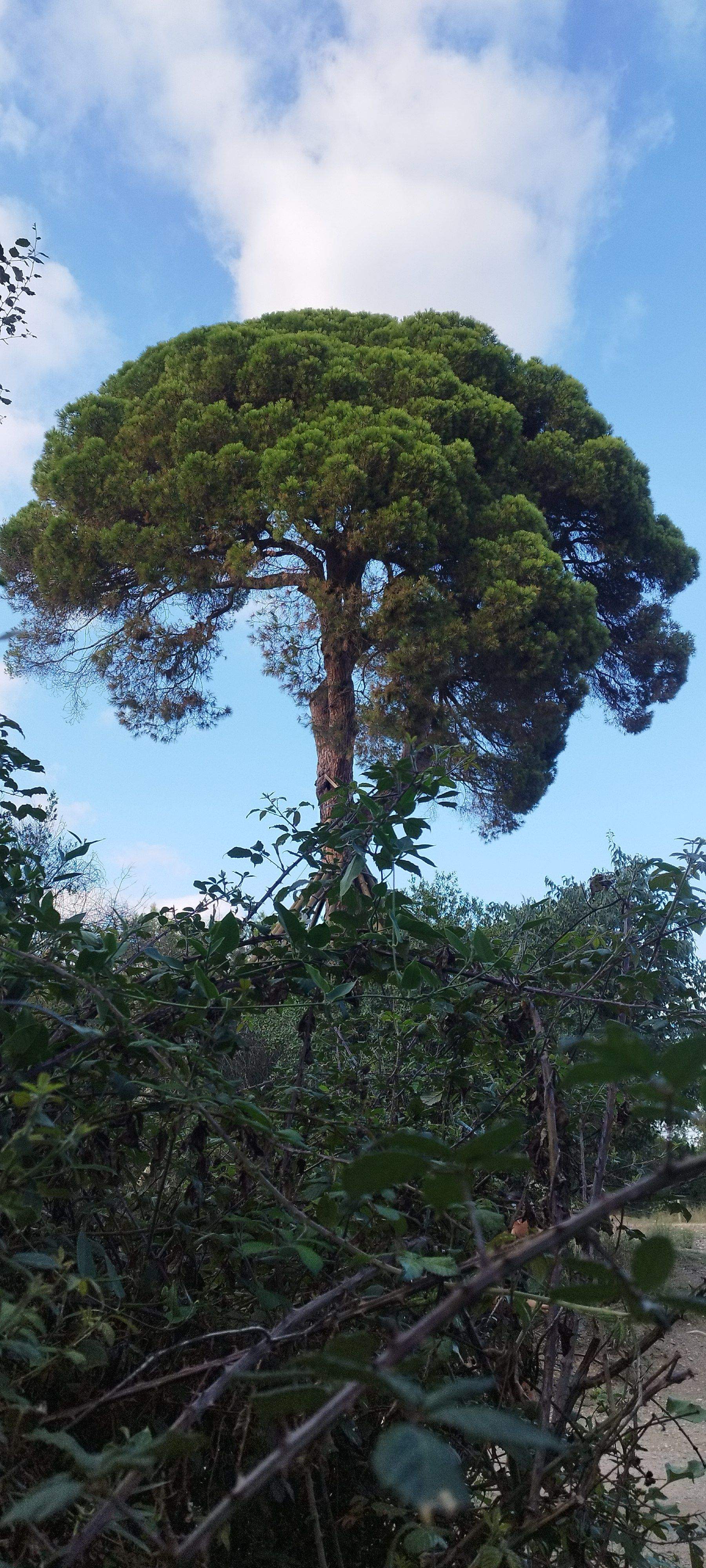 Força salvatge · Pi d'en Xandri FOTO: Ramón Moreno Fuentes