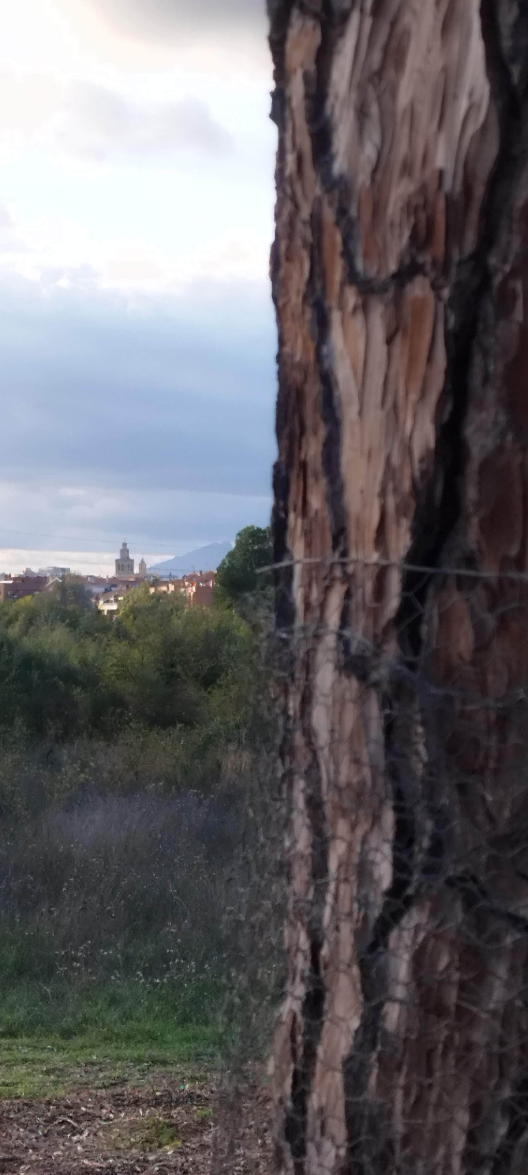 Horitzó · Pi d'en Xandri FOTO: Ramón Moreno Fuentes