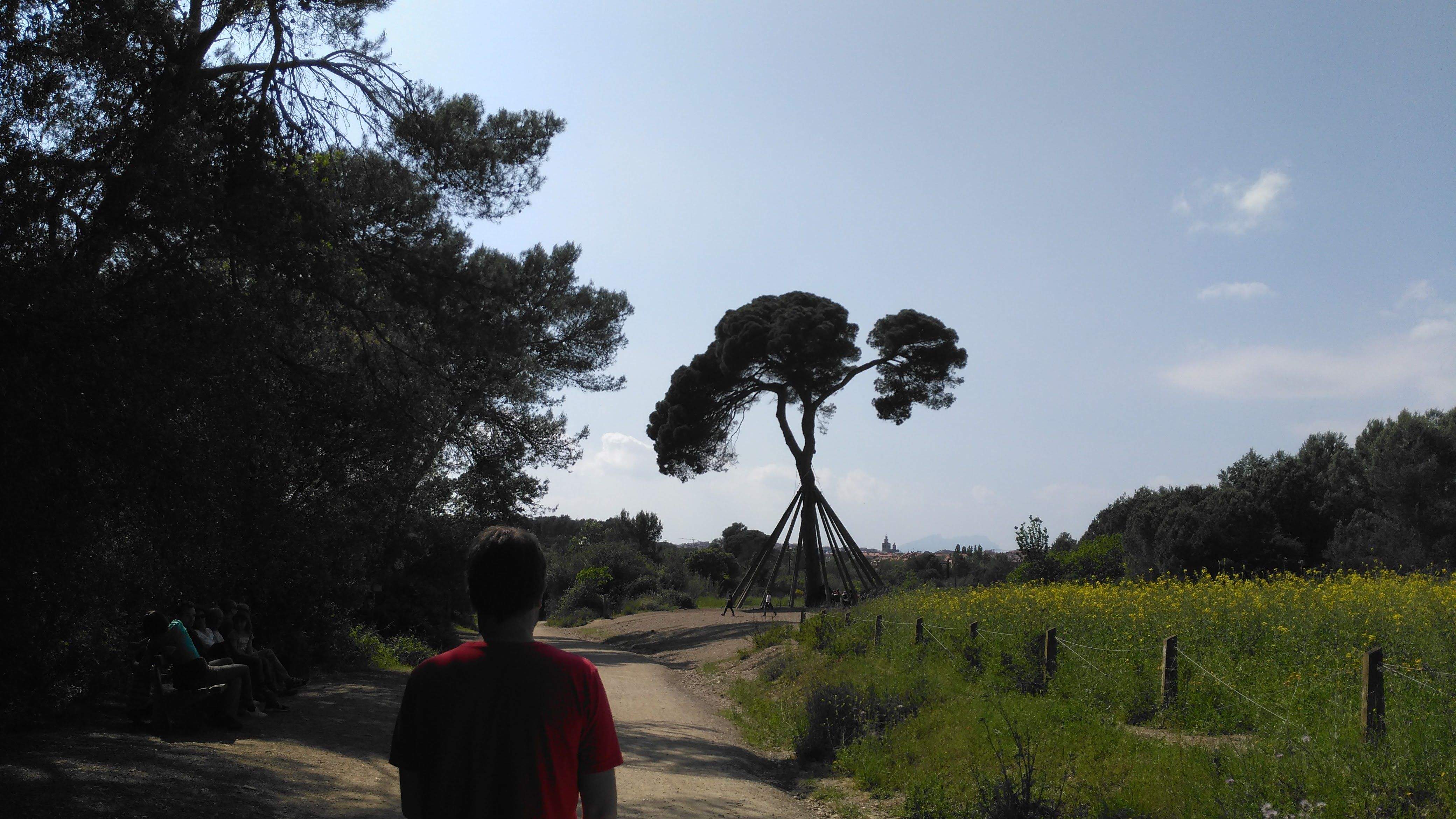 Mentre tot avança · Pi d'en Xandri FOTO: Jimena Rodríguez Díaz