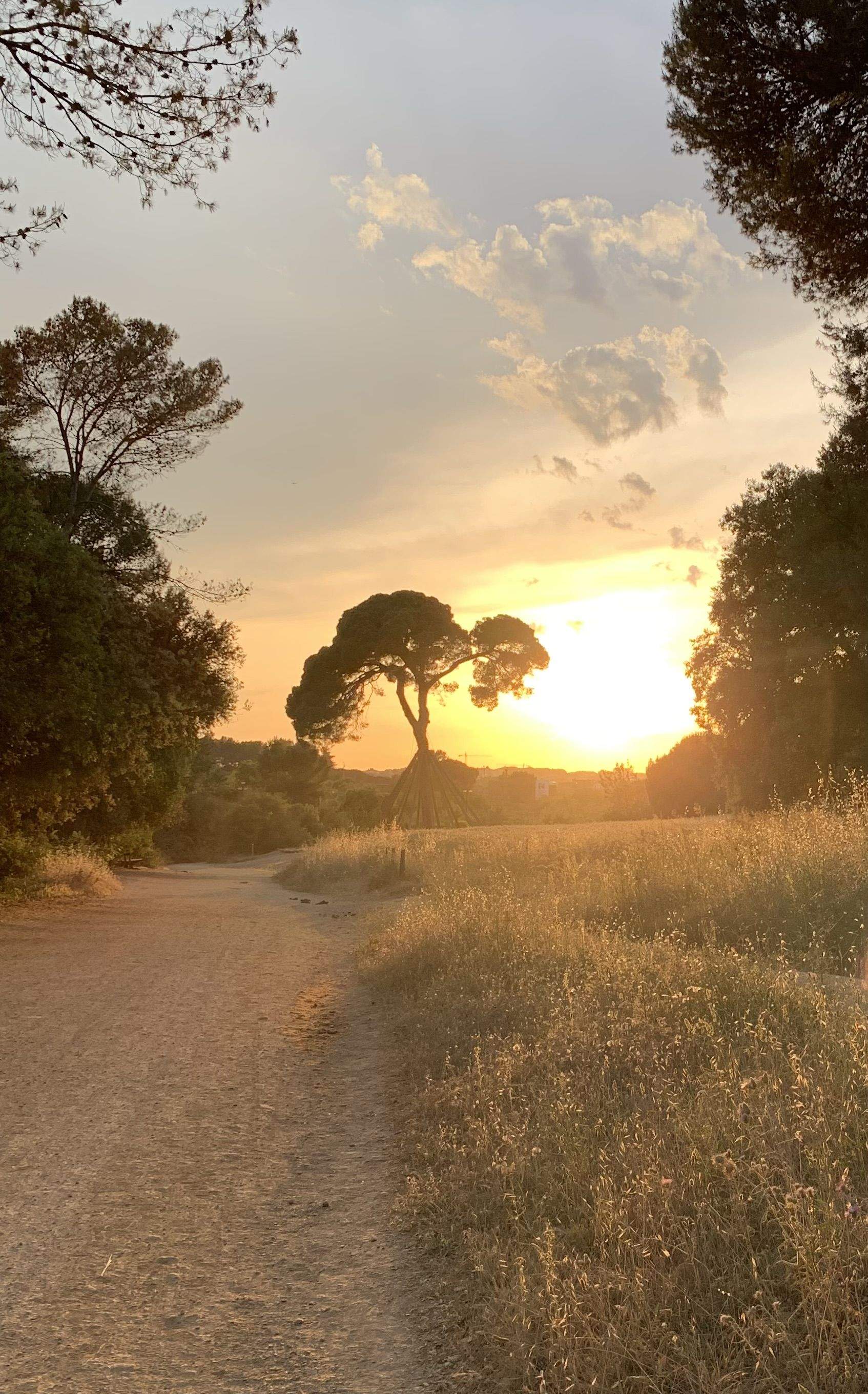 El nostre dar · Pi d'en Xandri FOTO: Orlando Gonzalez Reis