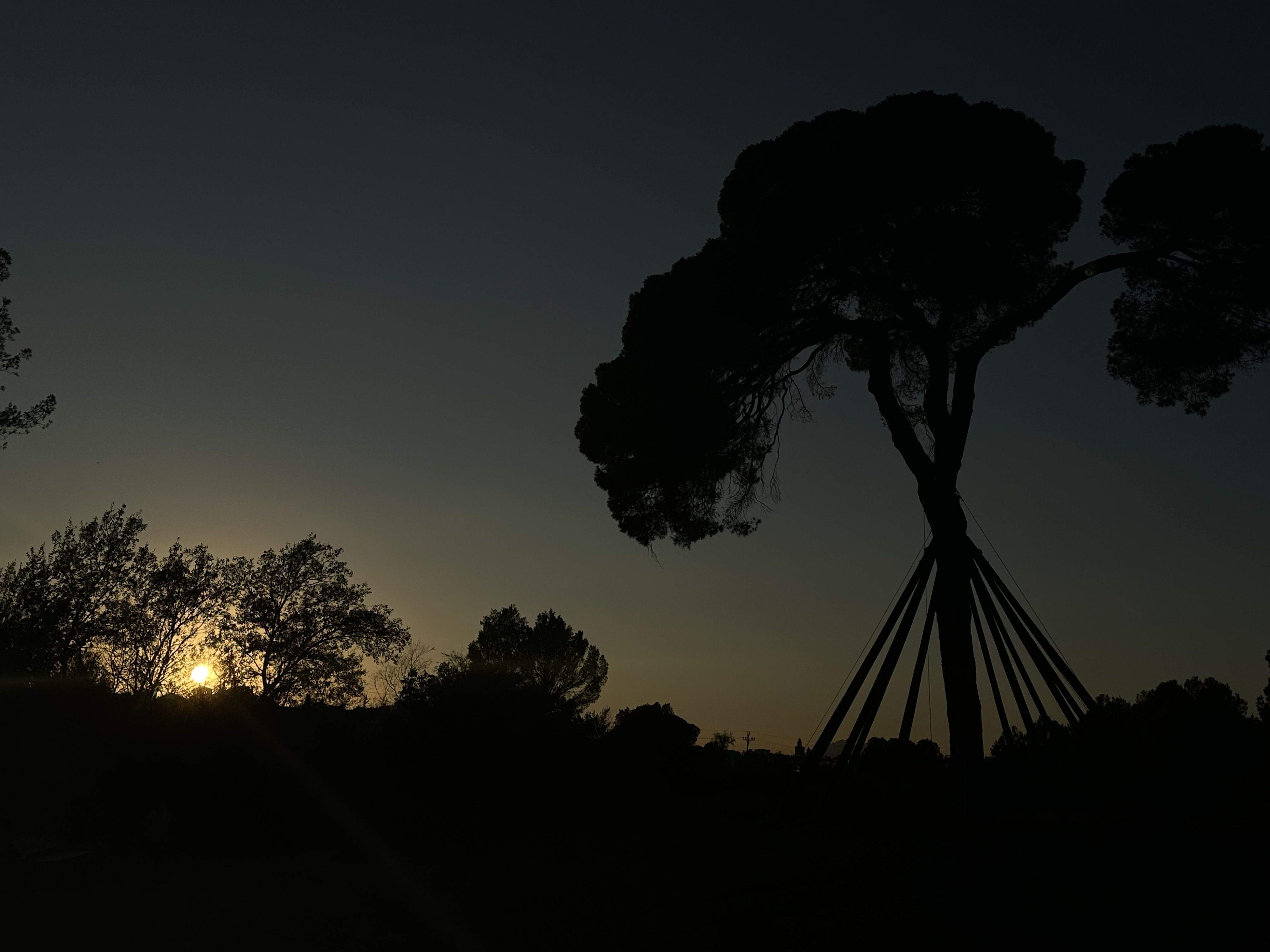 Sol Amagat · Pi d'en Xandri FOTO: Isaac Calvo