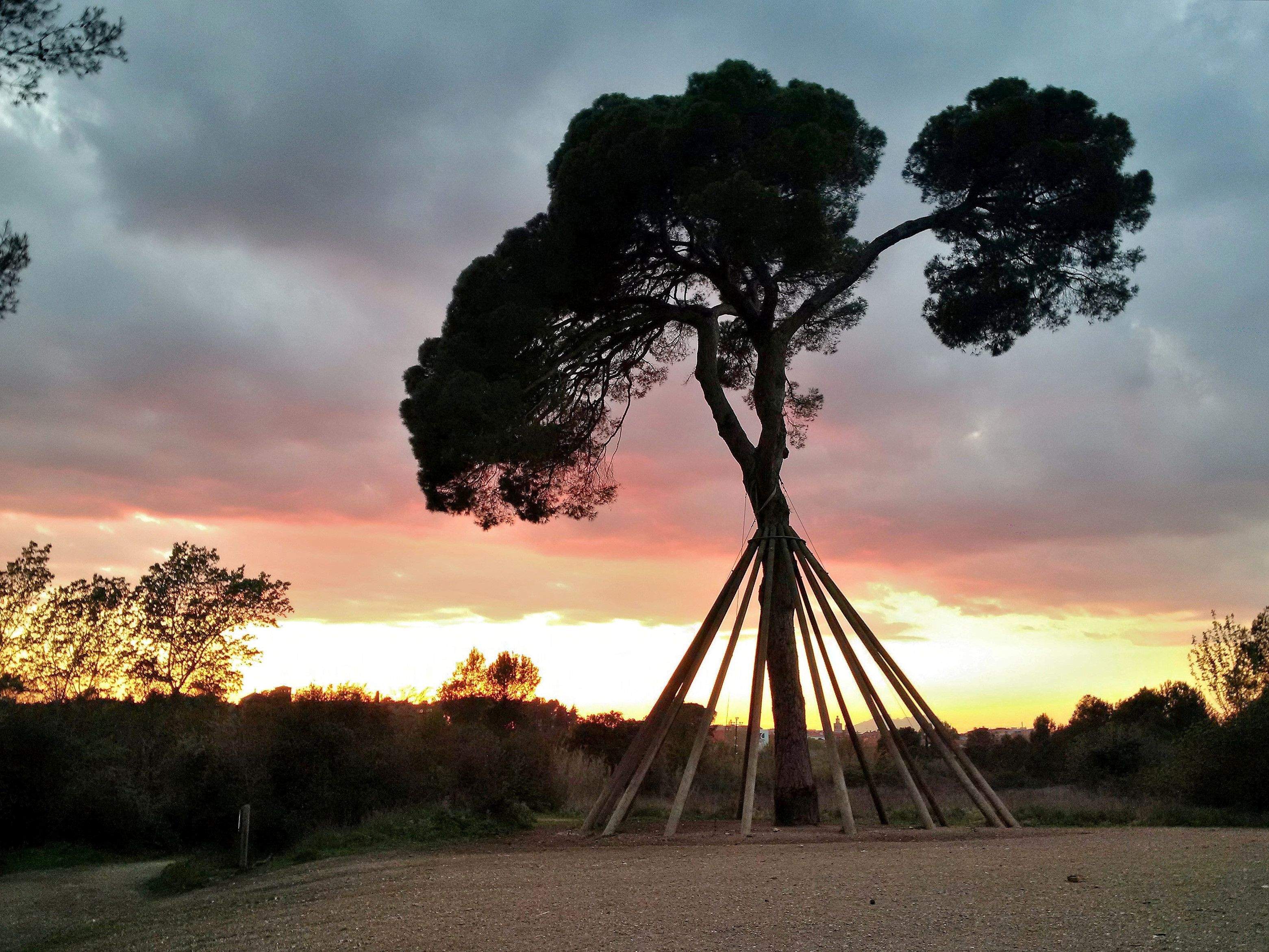 Un dia més · Pi d'en Xandri FOTO: Oscar Balsells Gonzalez
