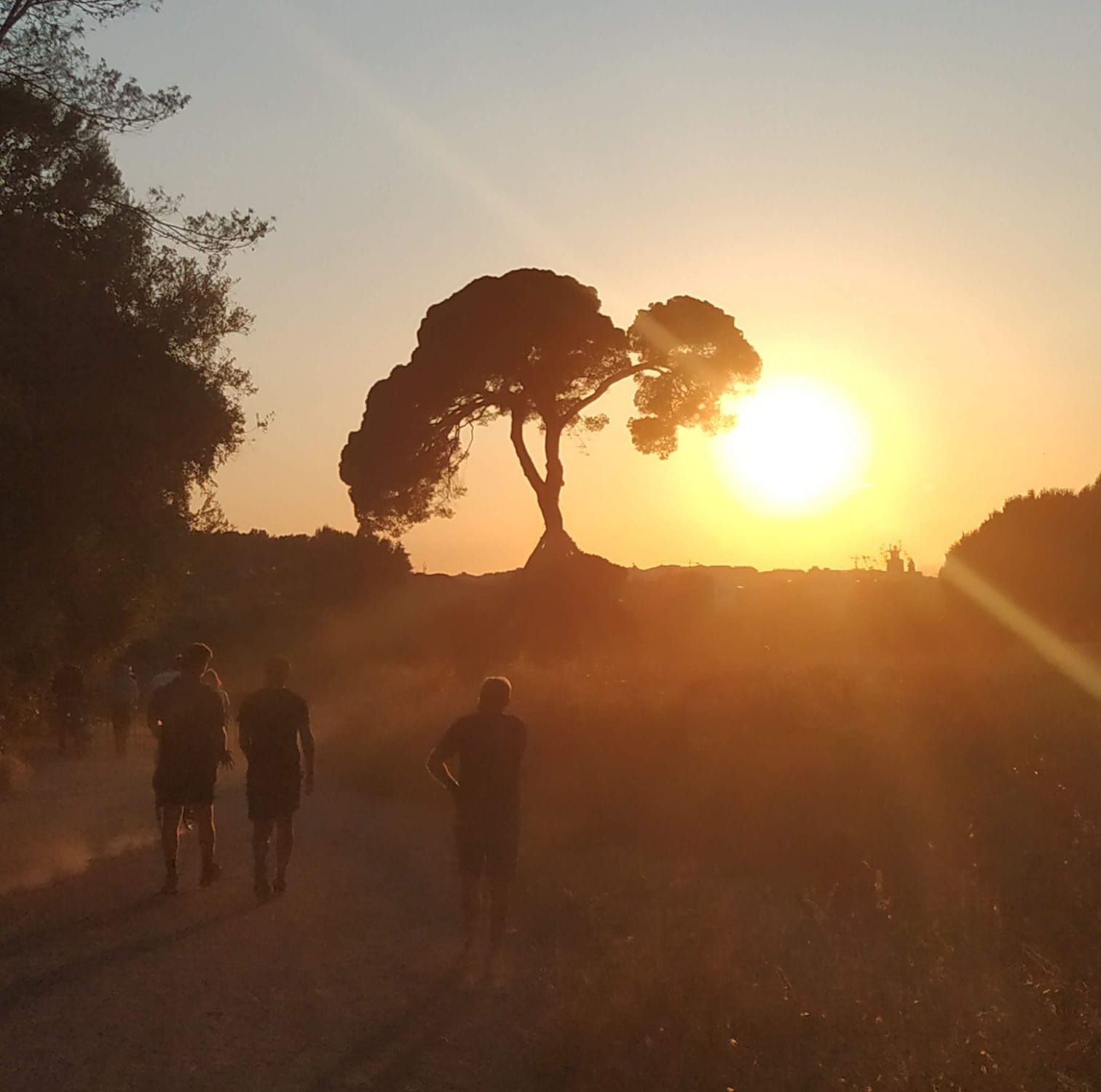 A contrallum · Pi d'en Xandri FOTO: Mónica Marin