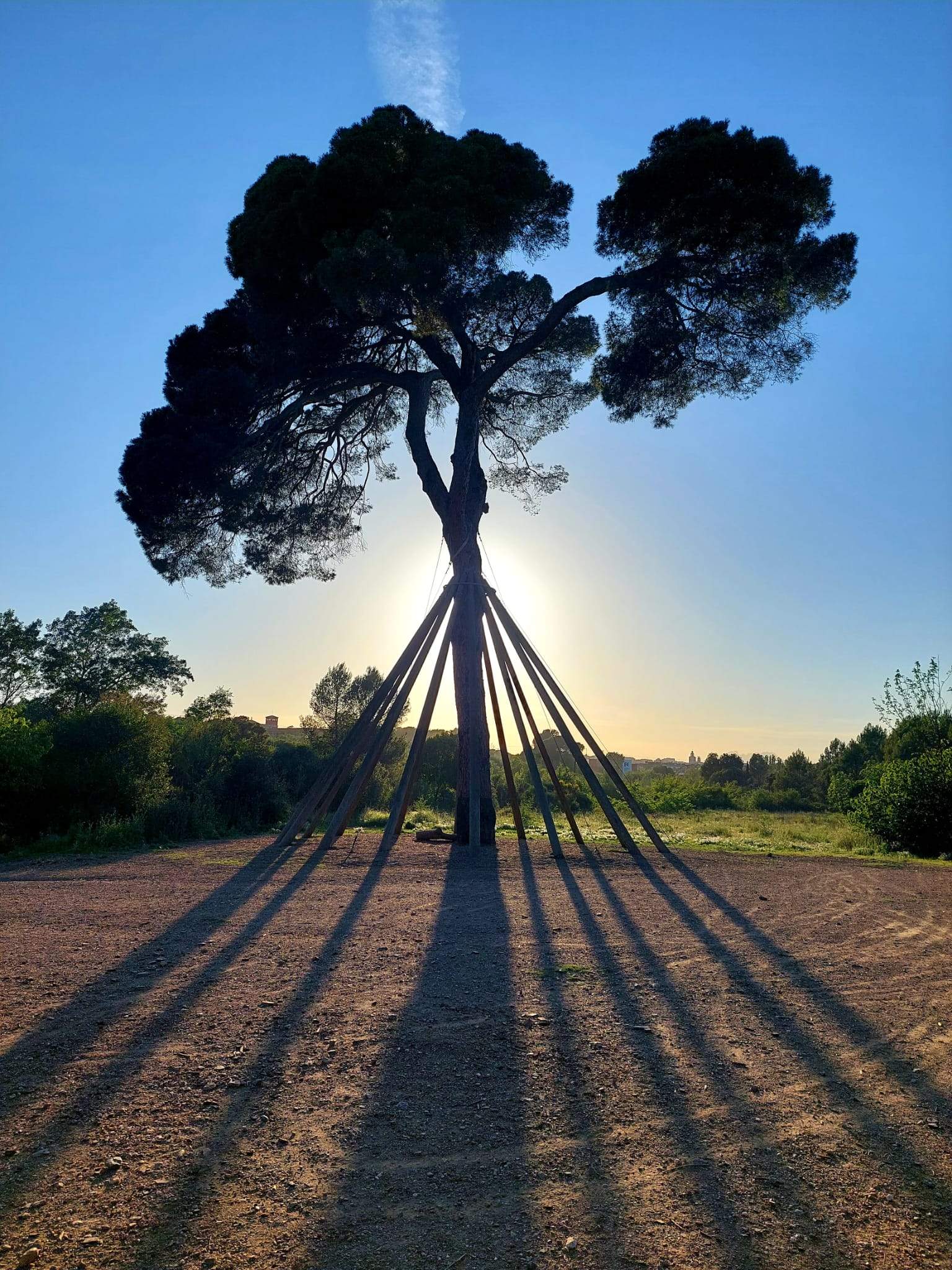 Entre ombres · Pi d'en Xandri FOTO: Mónica Marin