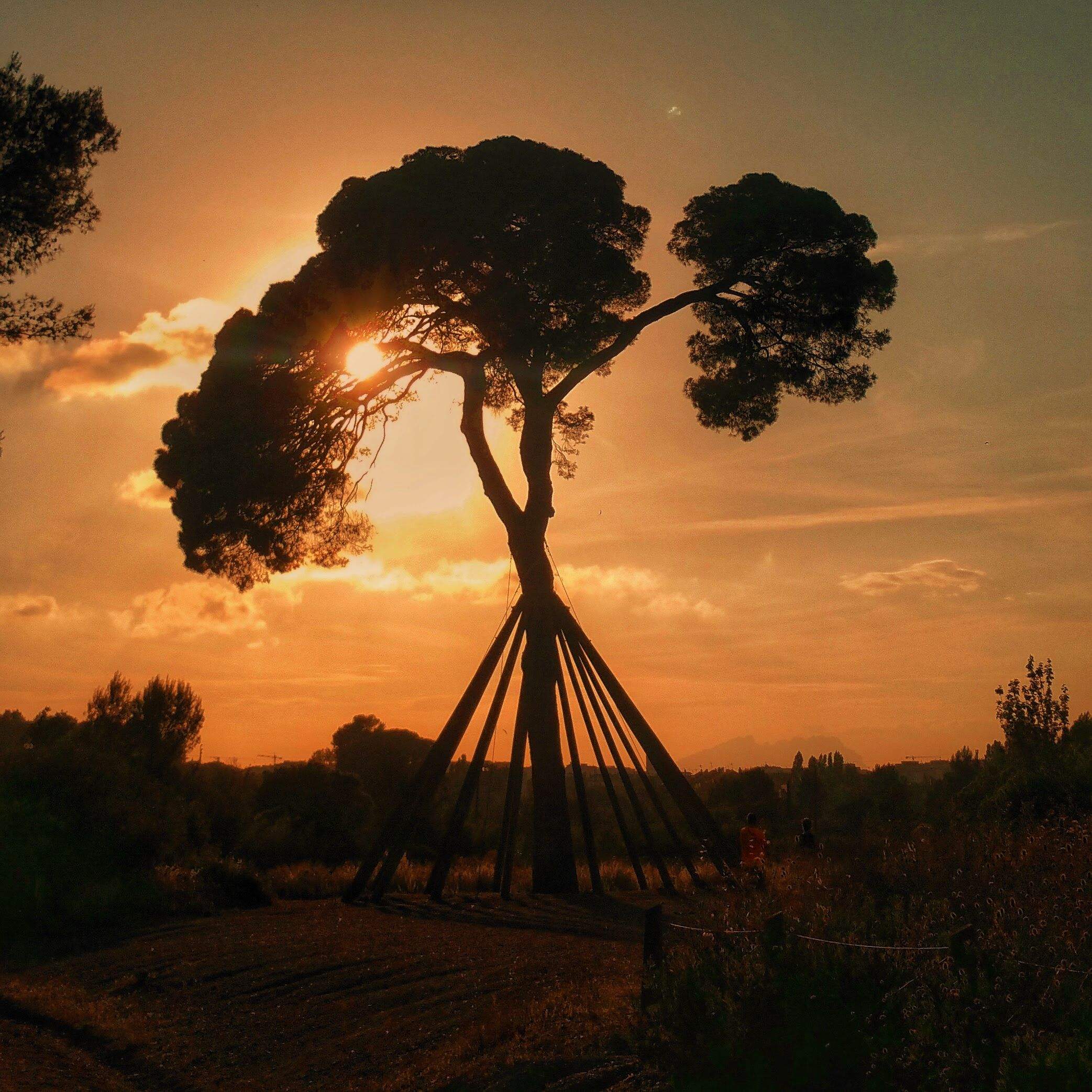 El Sol em dóna força · Pi d'en Xandri FOTO: Joan Carbonell i Masip