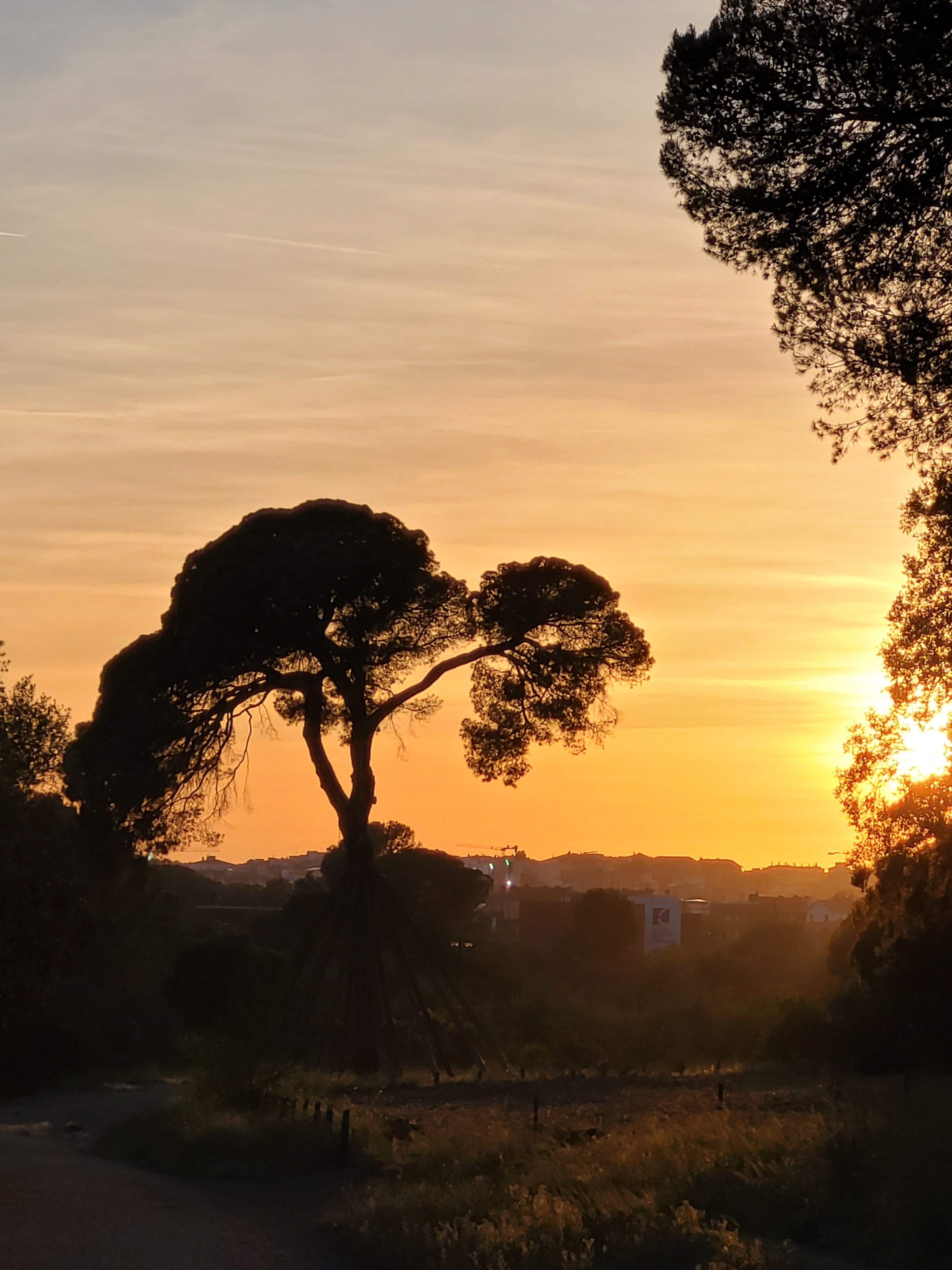 Capvespre · Pi d'en Xandri FOTO: Ramon Guillaumet Illa