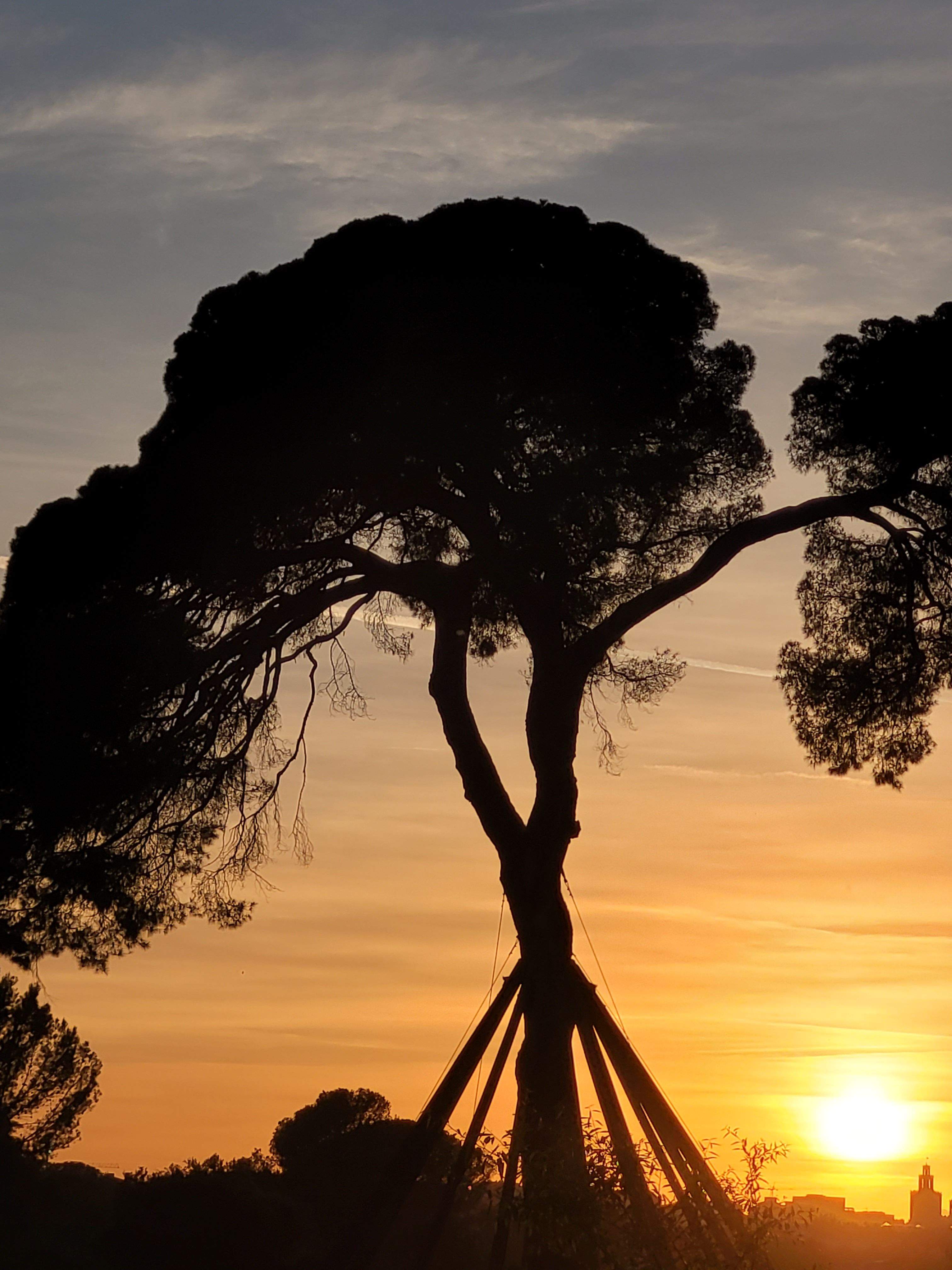 Majestuós · Pi d'en Xandri FOTO: Ramon Guillaumet Illa