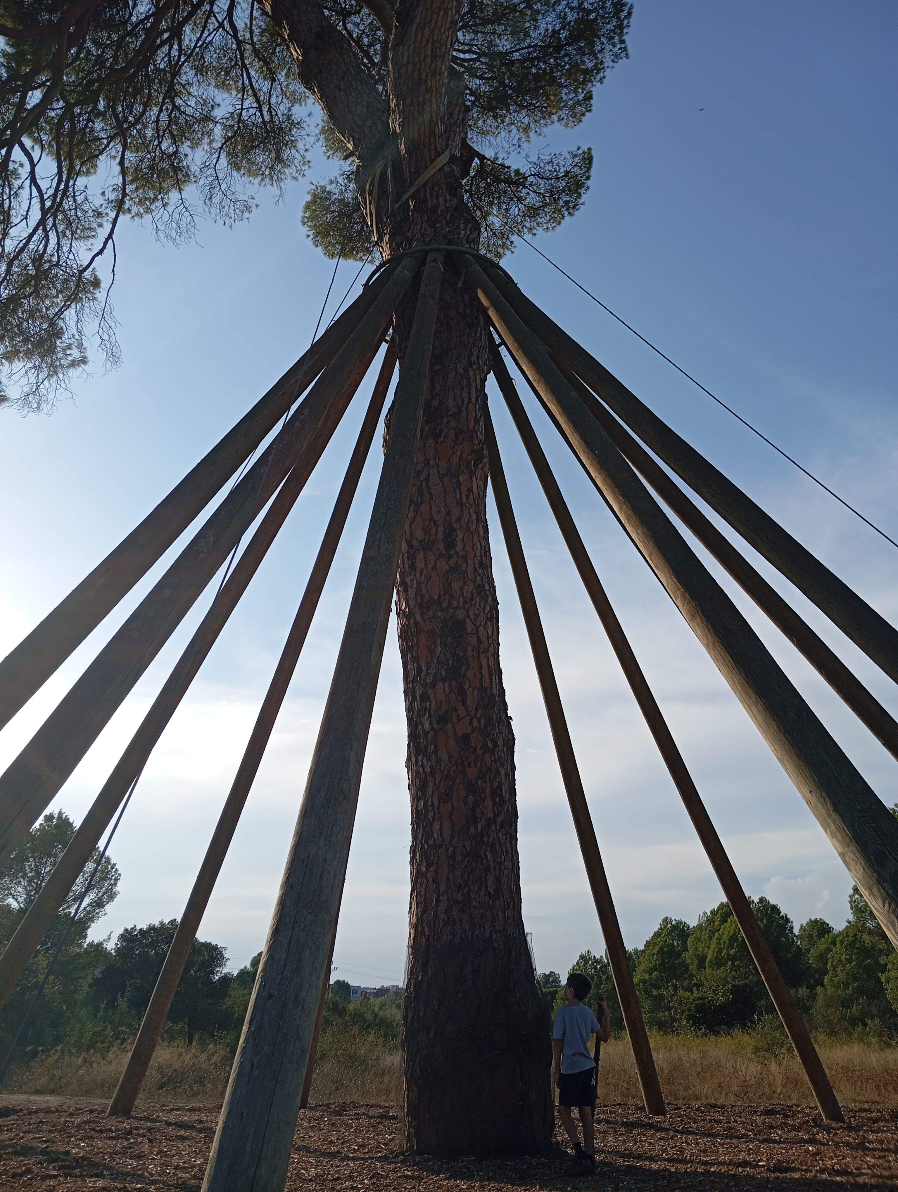 Explorando Pi d'en Xandri · Pi d'en Xandri FOTO: Cristina Andrés Alonso