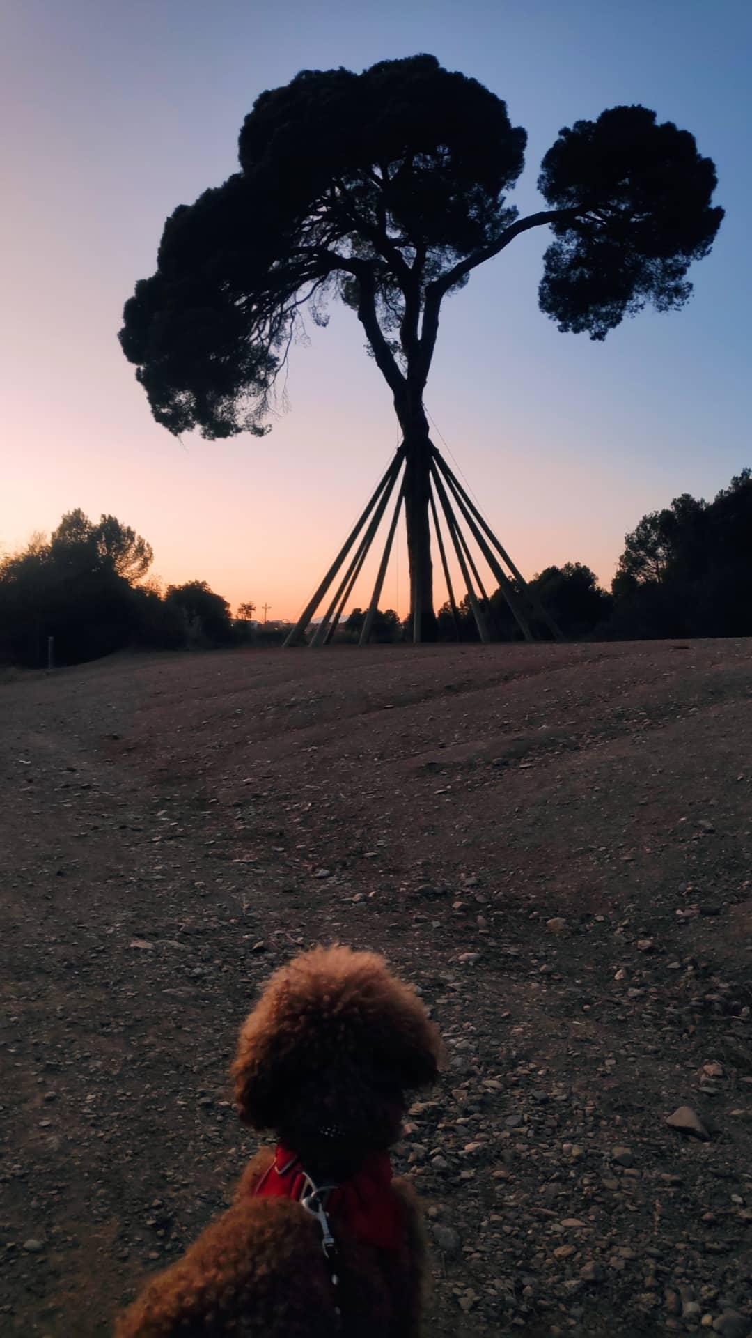 Apreciació canina del pi · Pi d'en Xandri FOTO: Pau Costa Capdevila