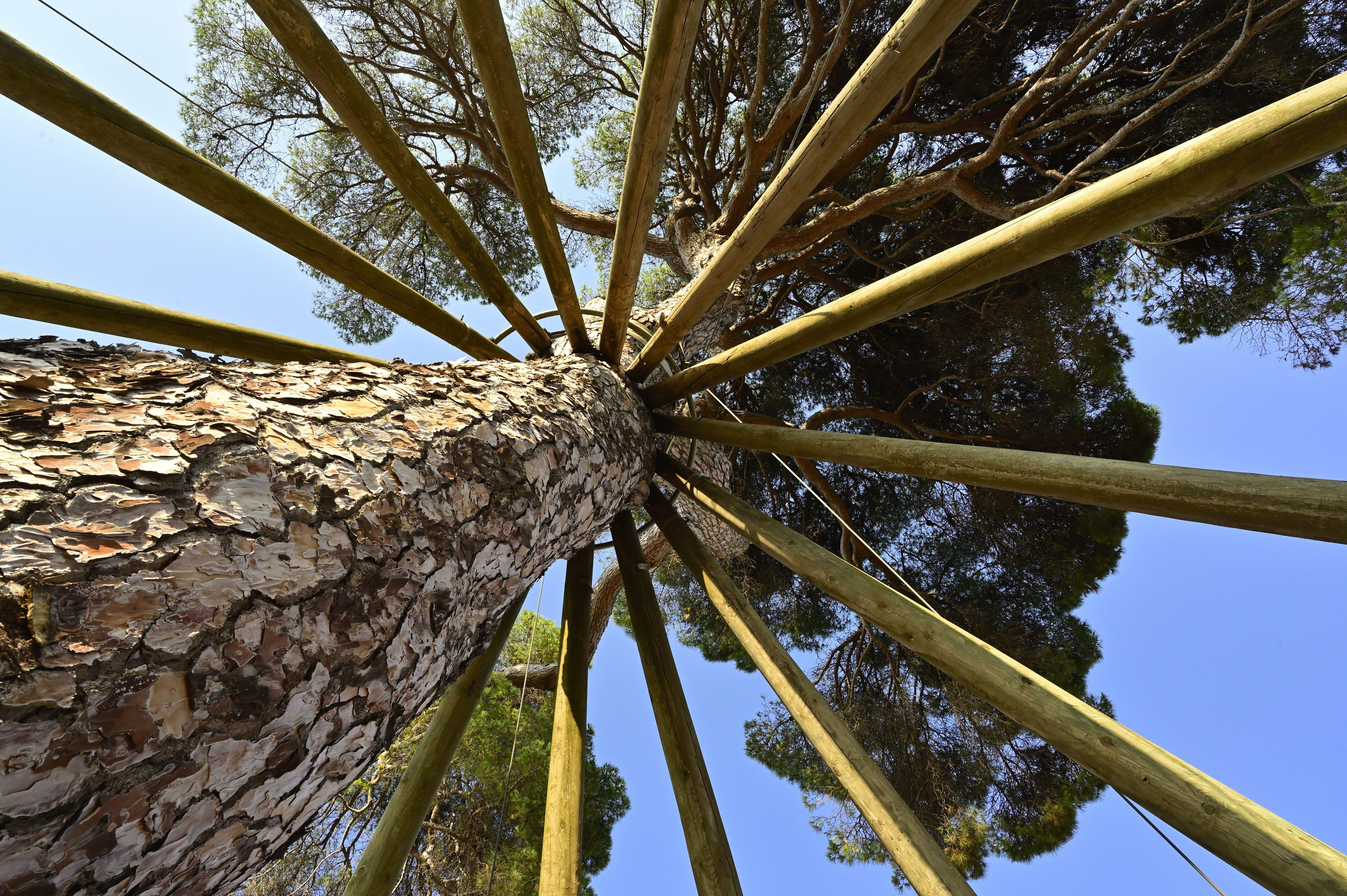 A ull de cuc · Pi d'en Xandri FOTO: Baltasar Alba