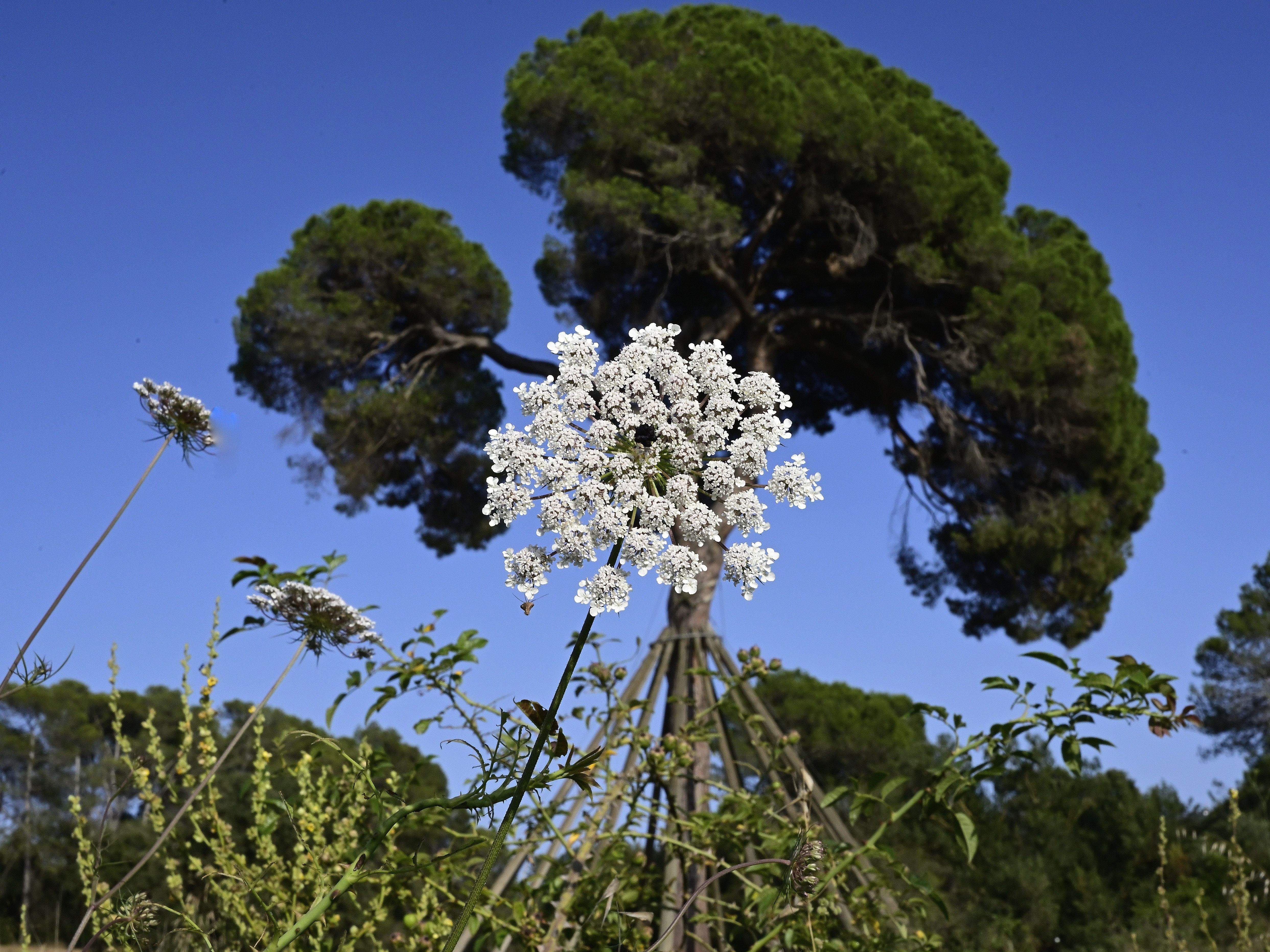 La flor i el pi · Pi d'en Xandri FOTO: Baltasar Alba