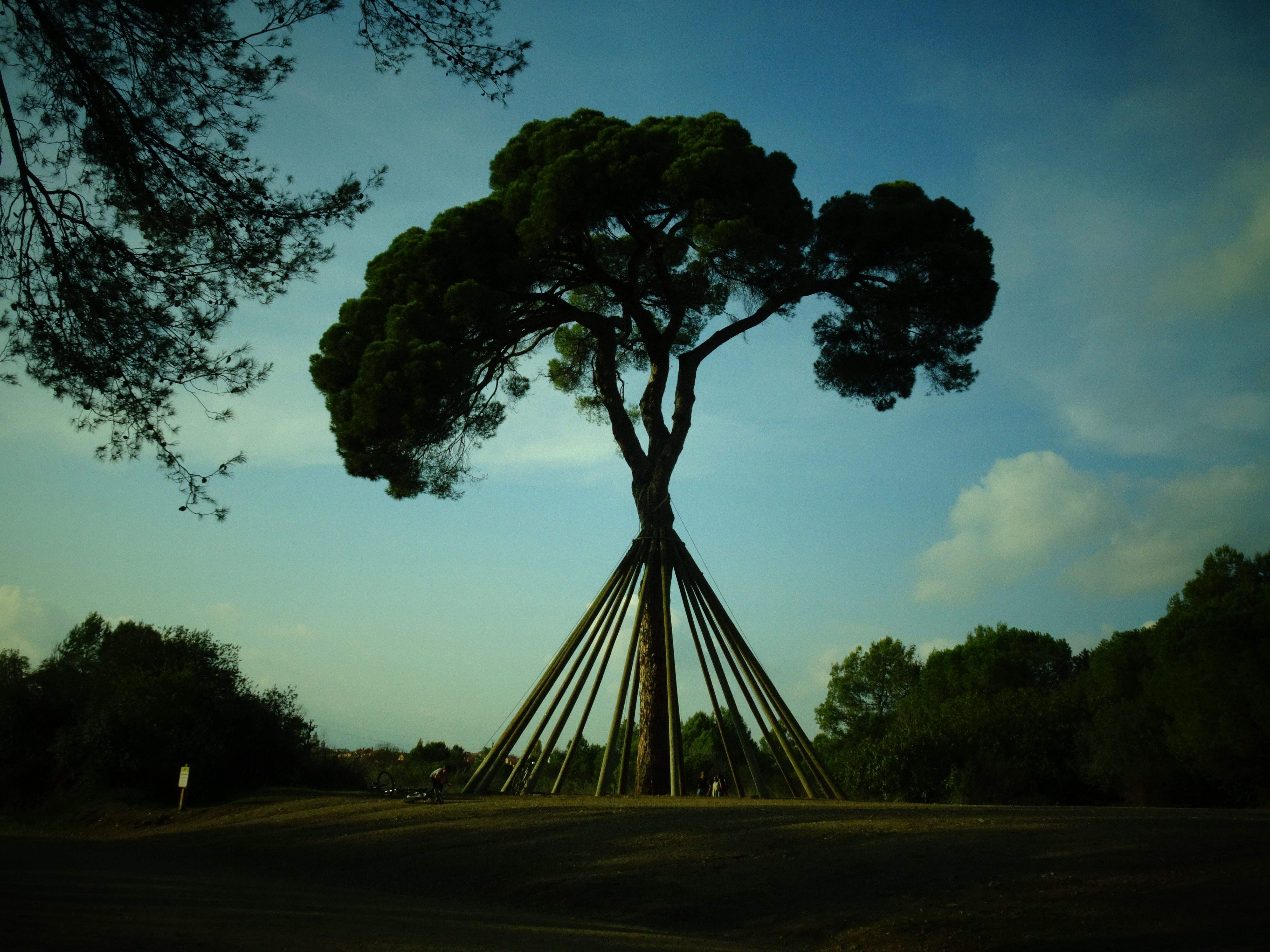 L'ePIcentre · Pi d'en Xandri FOTO: Cristina Campos