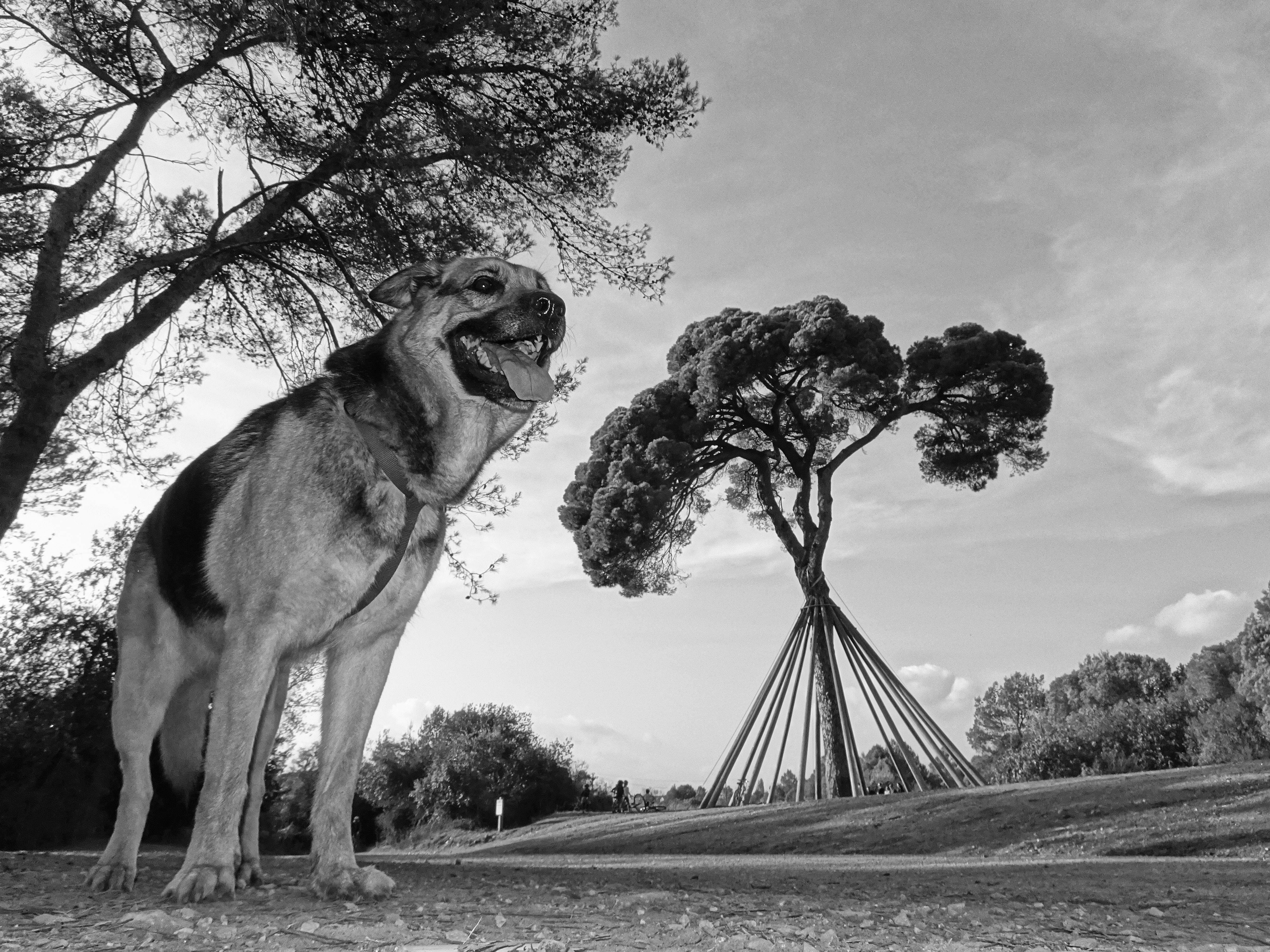 La Kira al Pi · Pi d'en Xandri FOTO: Cristina Campos