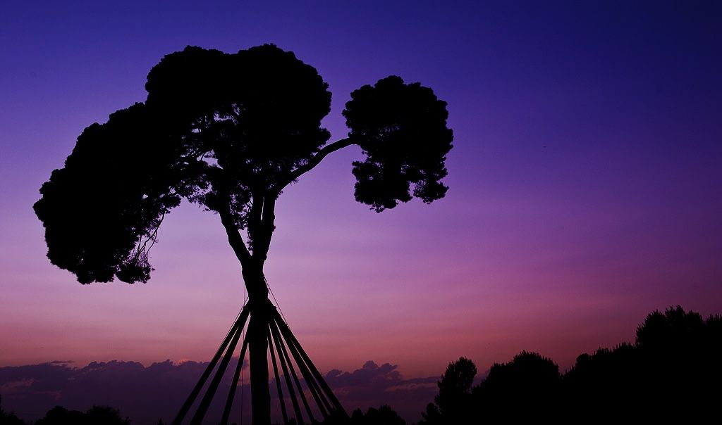 El guardià de Sant Cugat · Pi d'en Xandri FOTO: Mario Pardo Rami