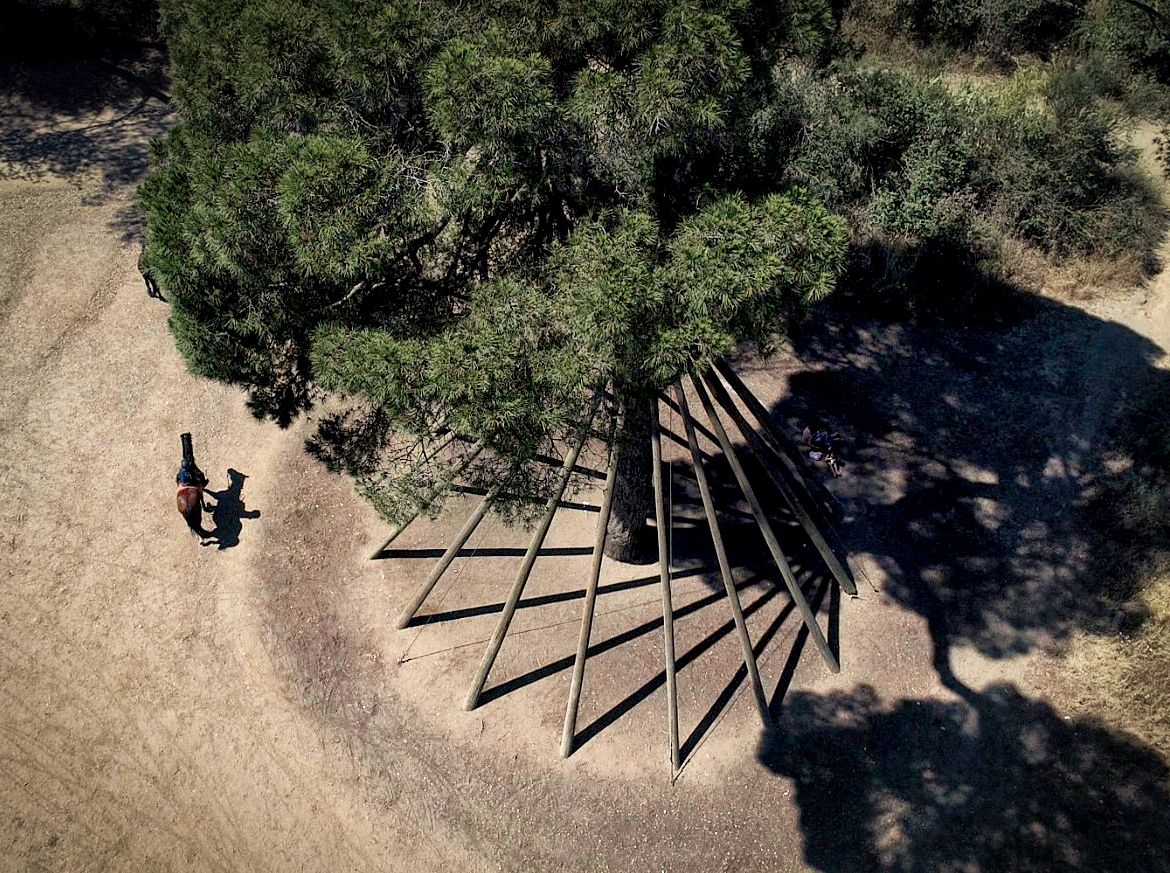 Pi xandri · Pi d'en Xandri FOTO: Joan Serrano Zoroa