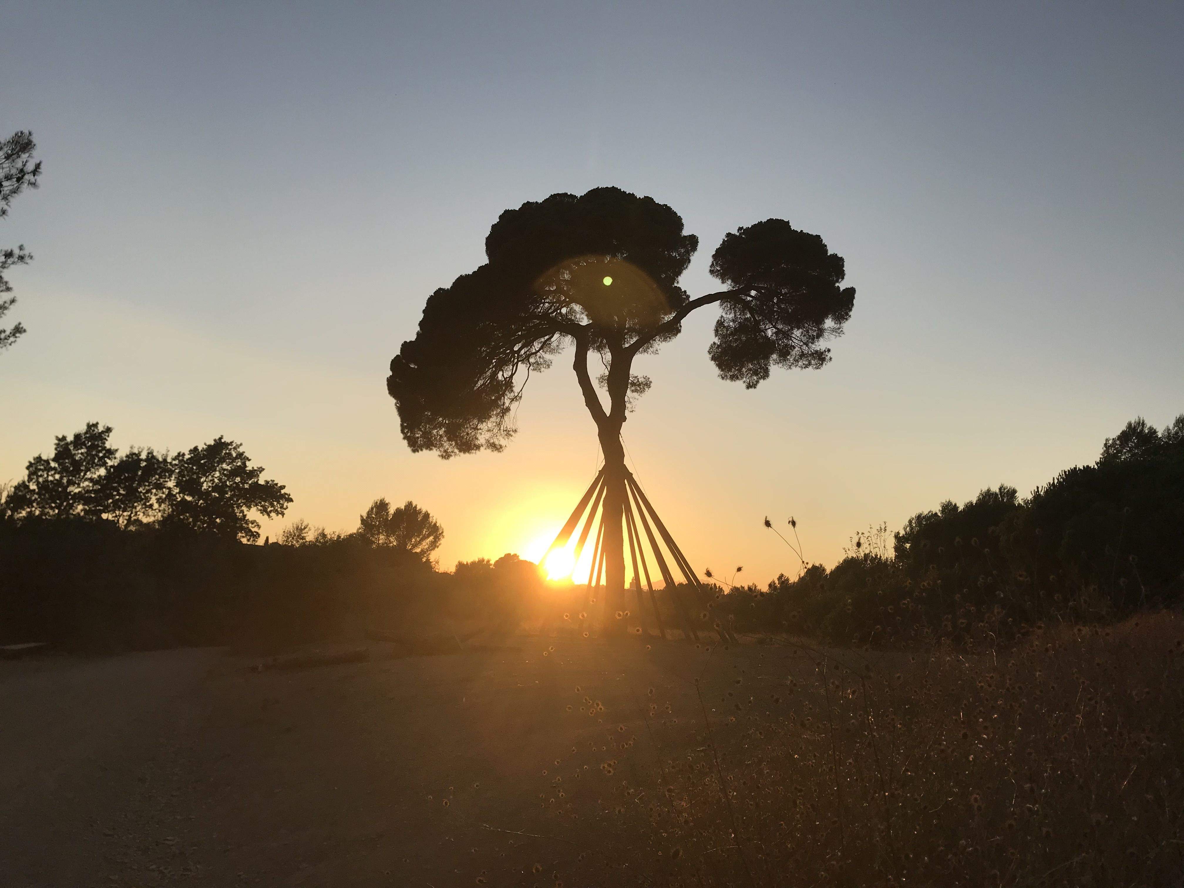 Vespre de running pel Pi · Pi d'en Xandri FOTO: Noemi Blanes Lafite