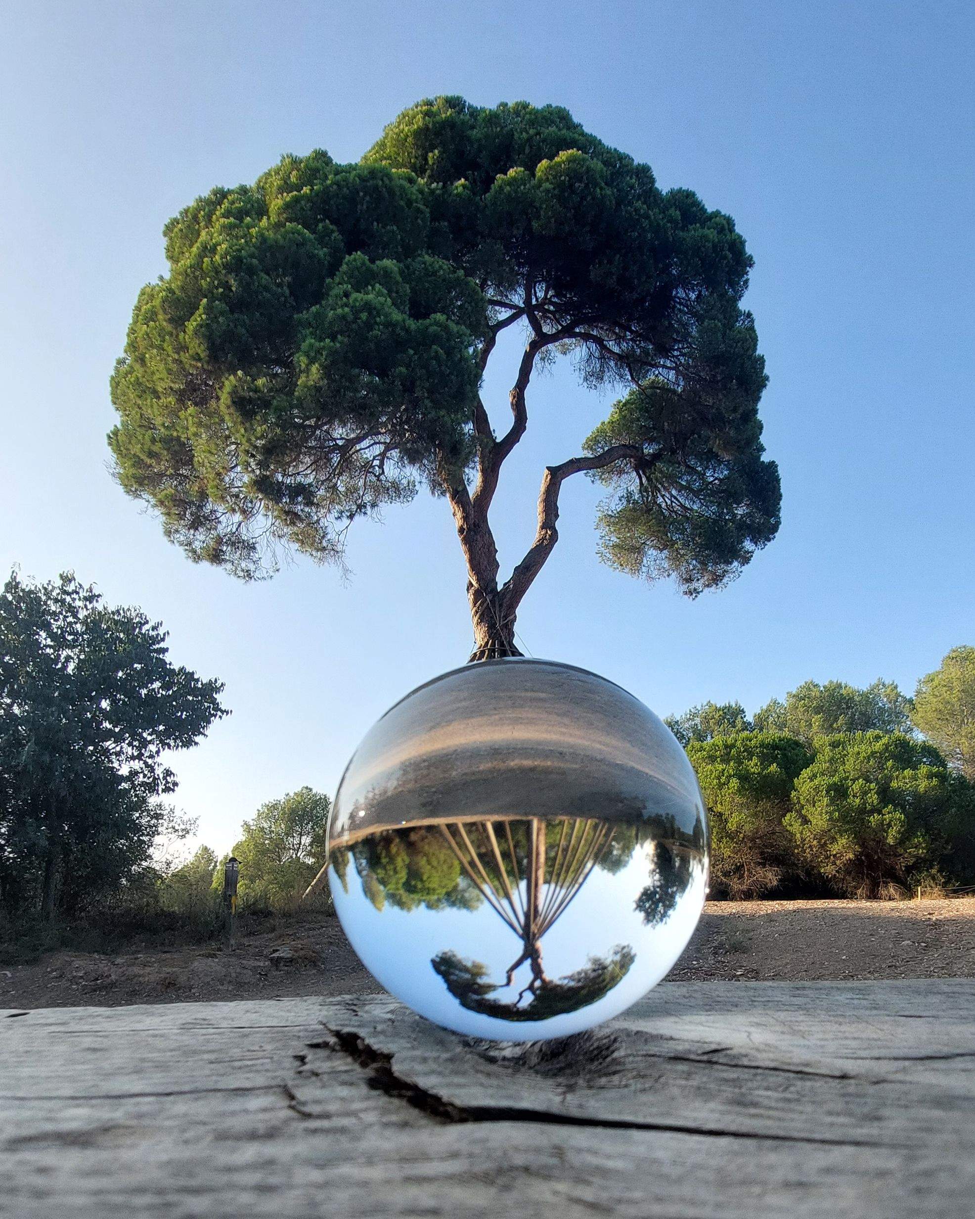 Pi centenari i bola de vidre · Pi d'en Xandri, Sant Cugat FOTO: Marc Seriol Garcia