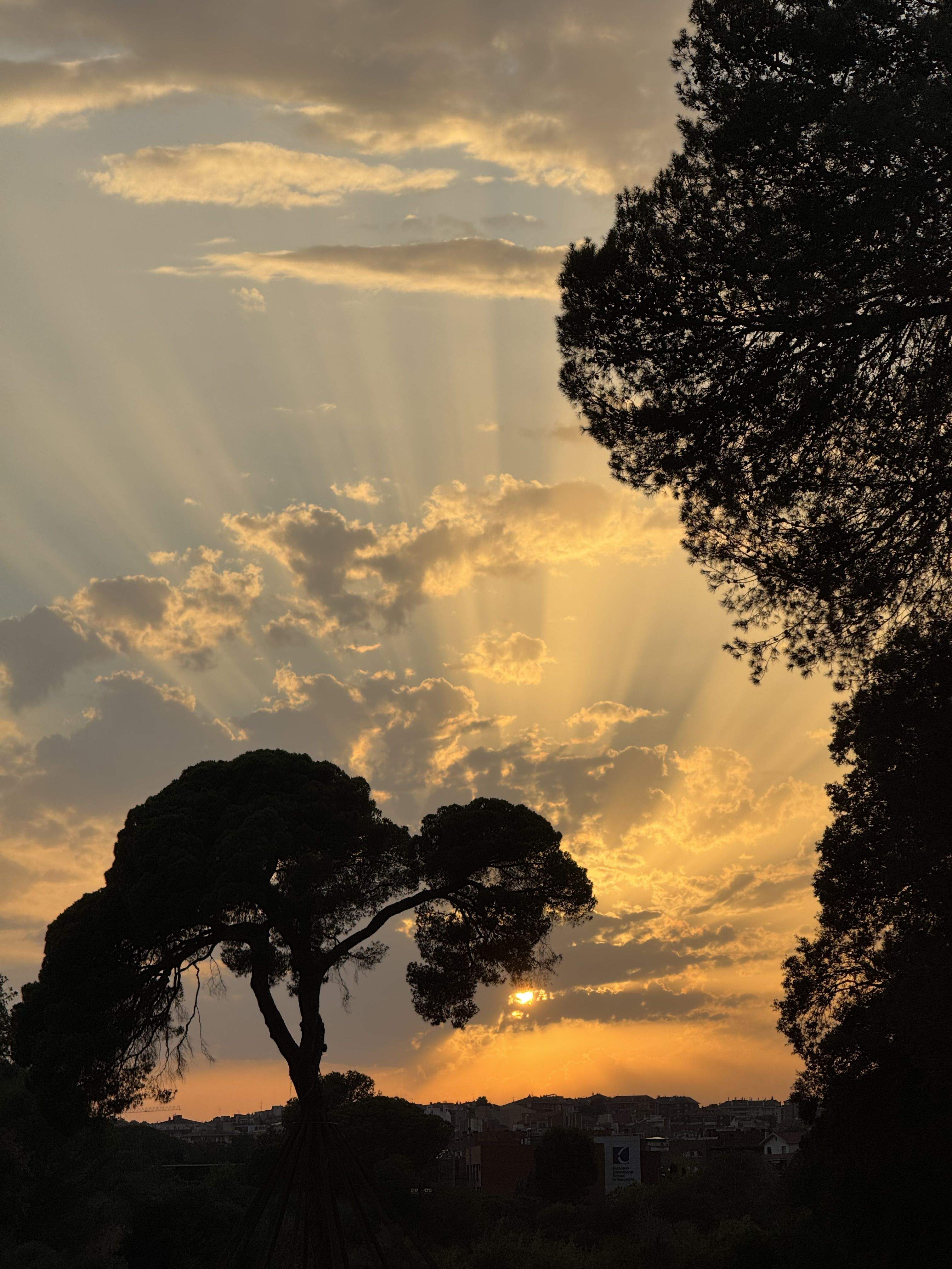 El pi dels ous · Pi d'en Xandri FOTO: Toni Saez Valls