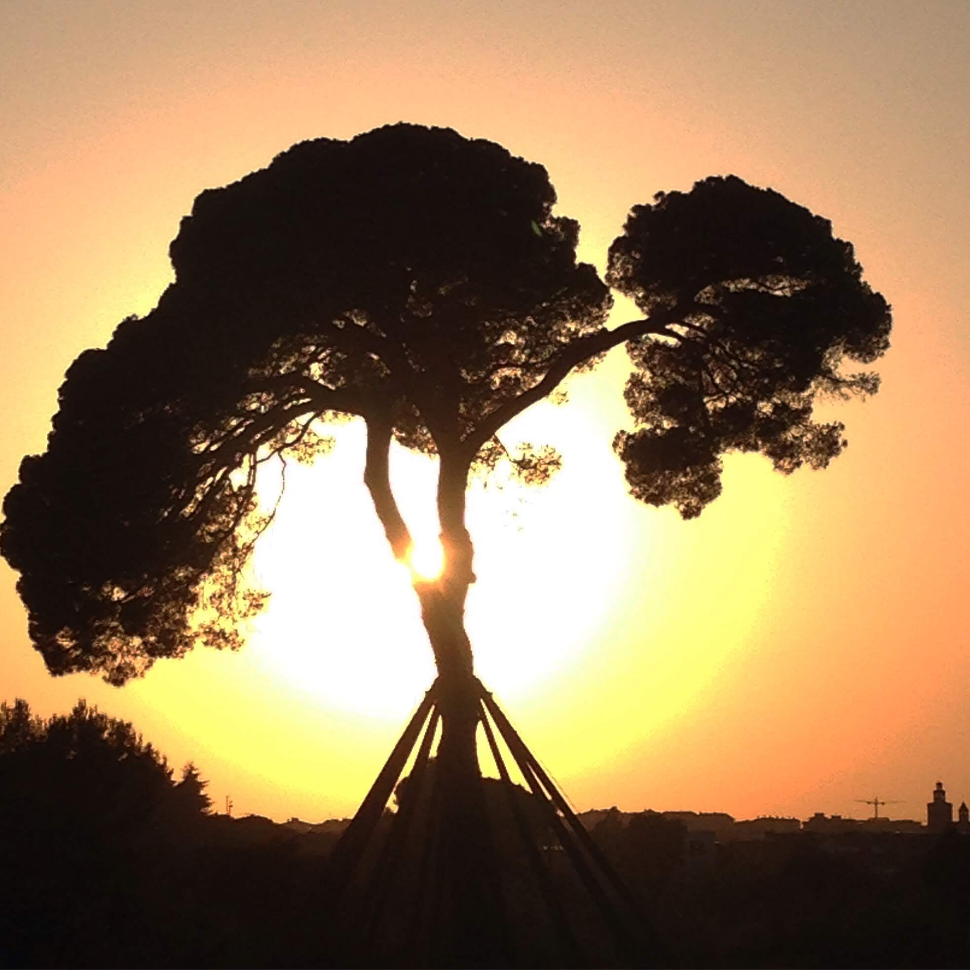 El pi i el sol · Pi d'en Xandri FOTO: Mònica Sabrià